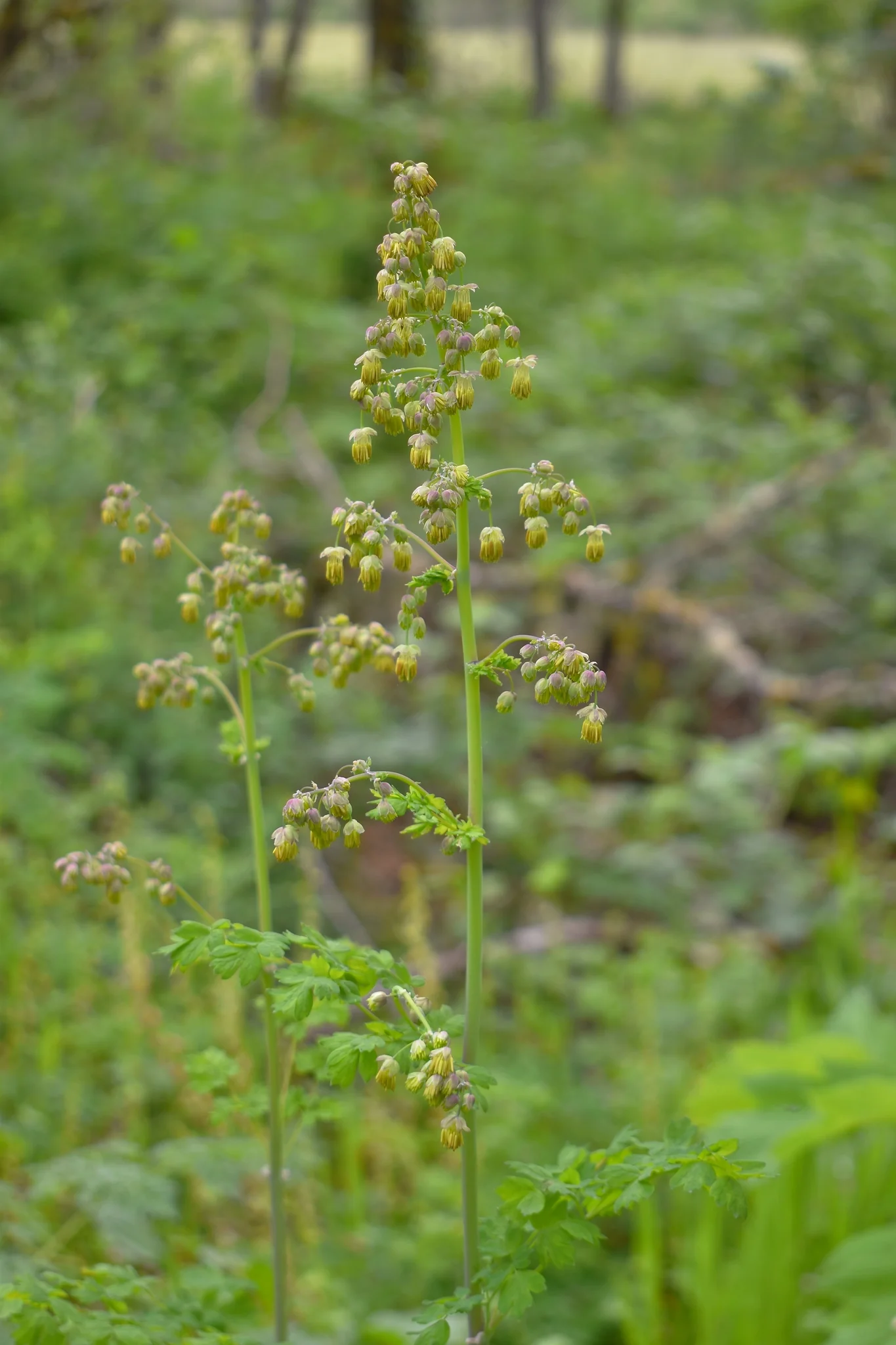 Tall Western Meadowrue - Image 5