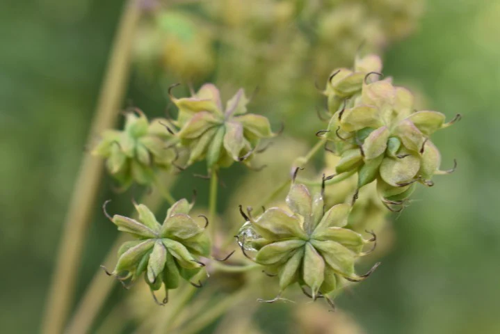 Tall Western Meadowrue - Image 6