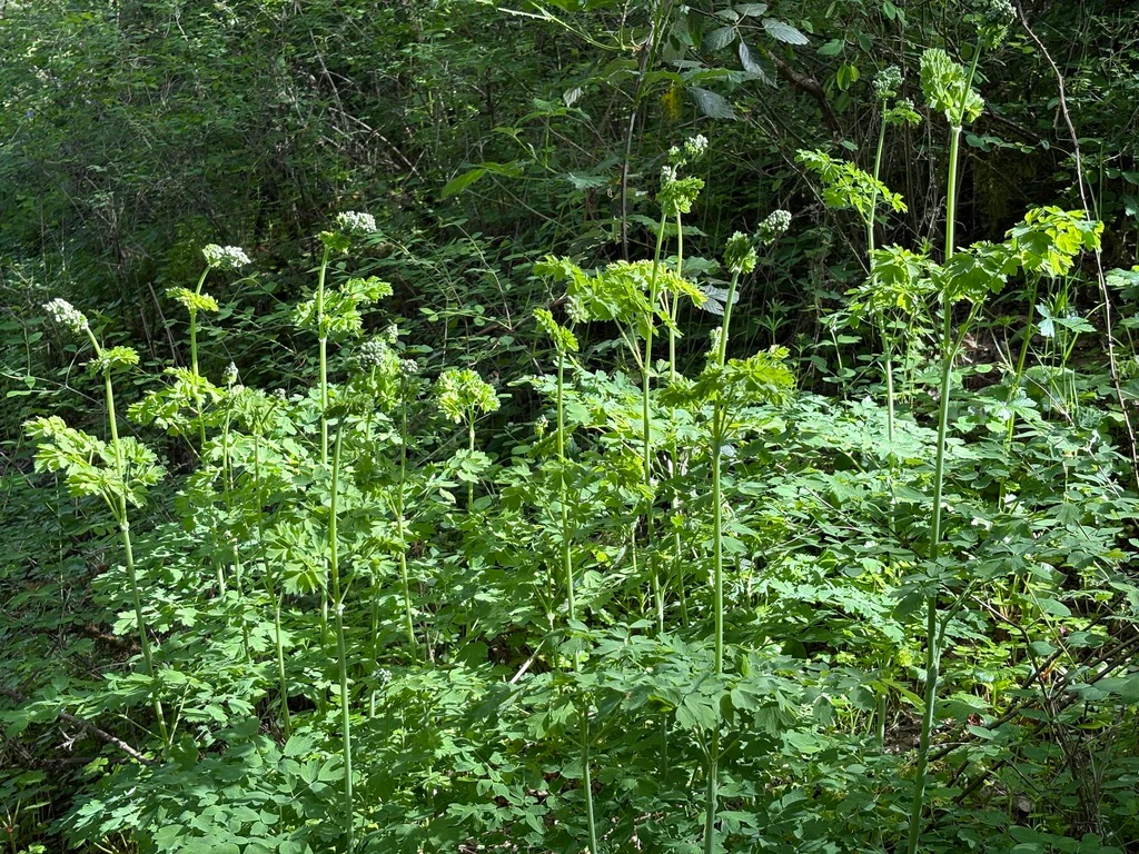 Tall Western Meadowrue - Image 7