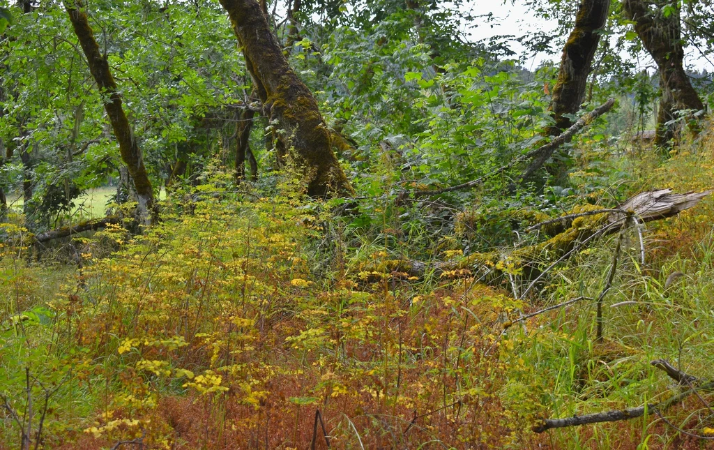 Tall Western Meadowrue - Image 8