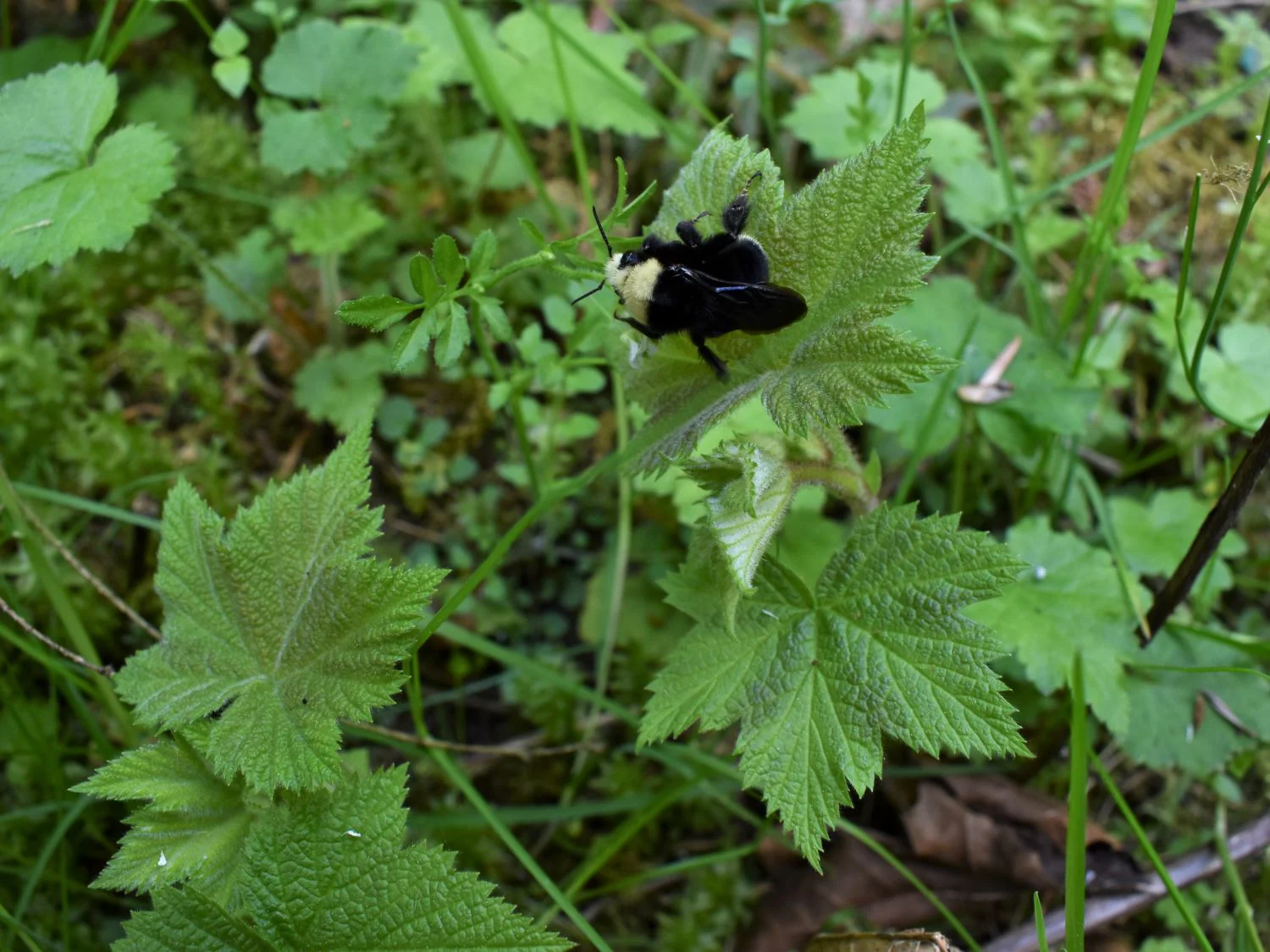 Thimbleberry - Image 2