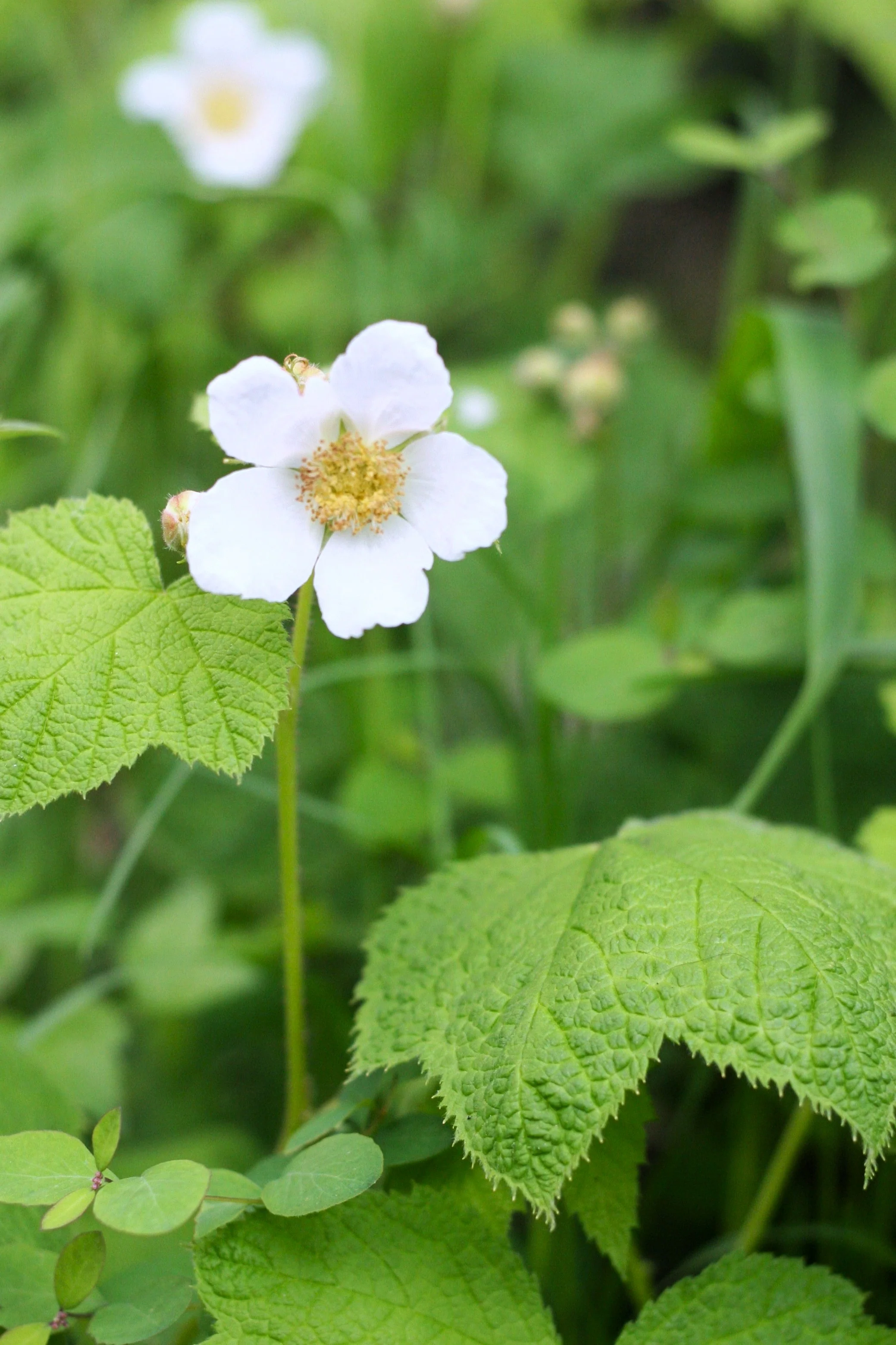 Thimbleberry - Image 3