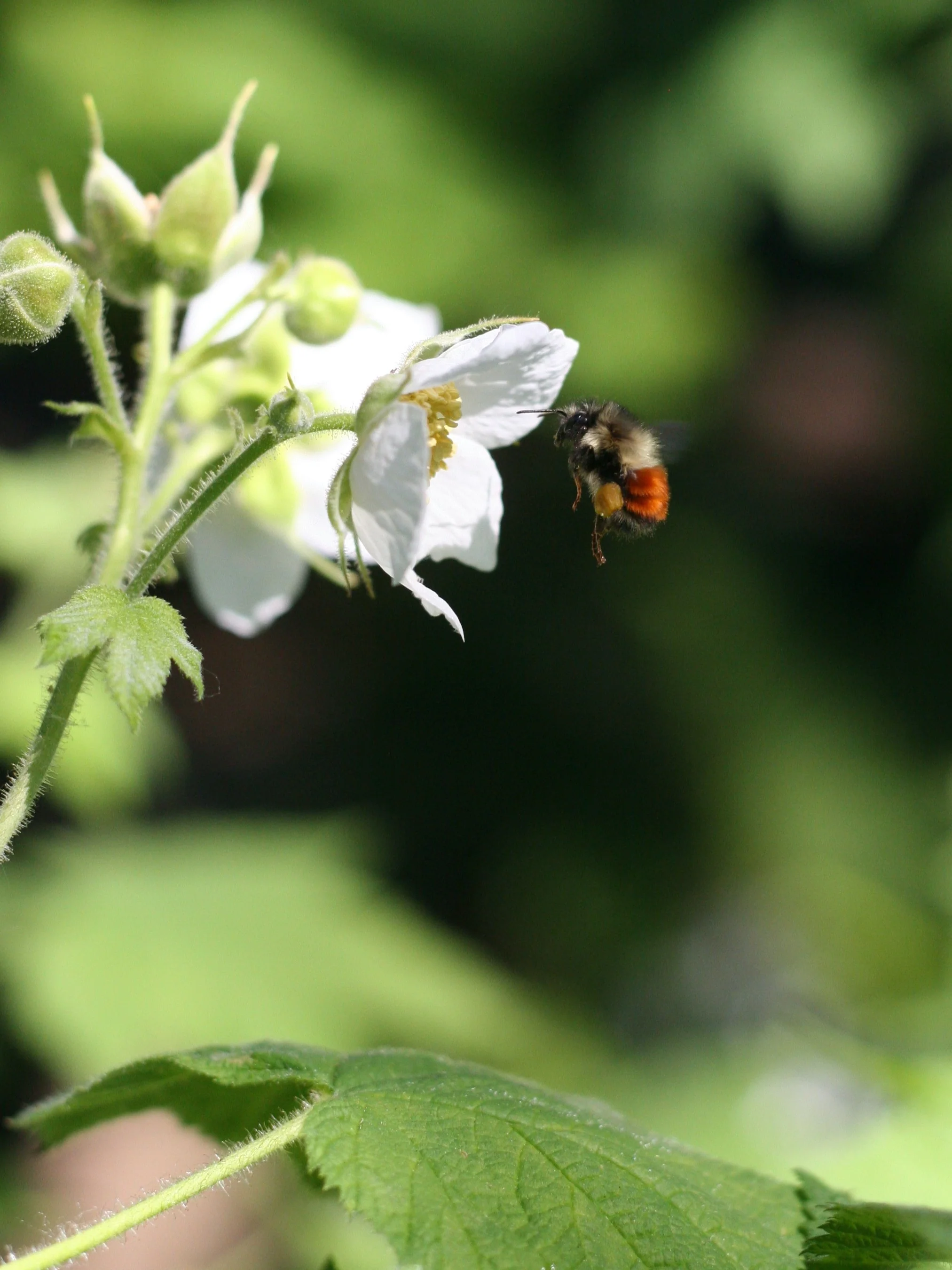 Thimbleberry - Image 4