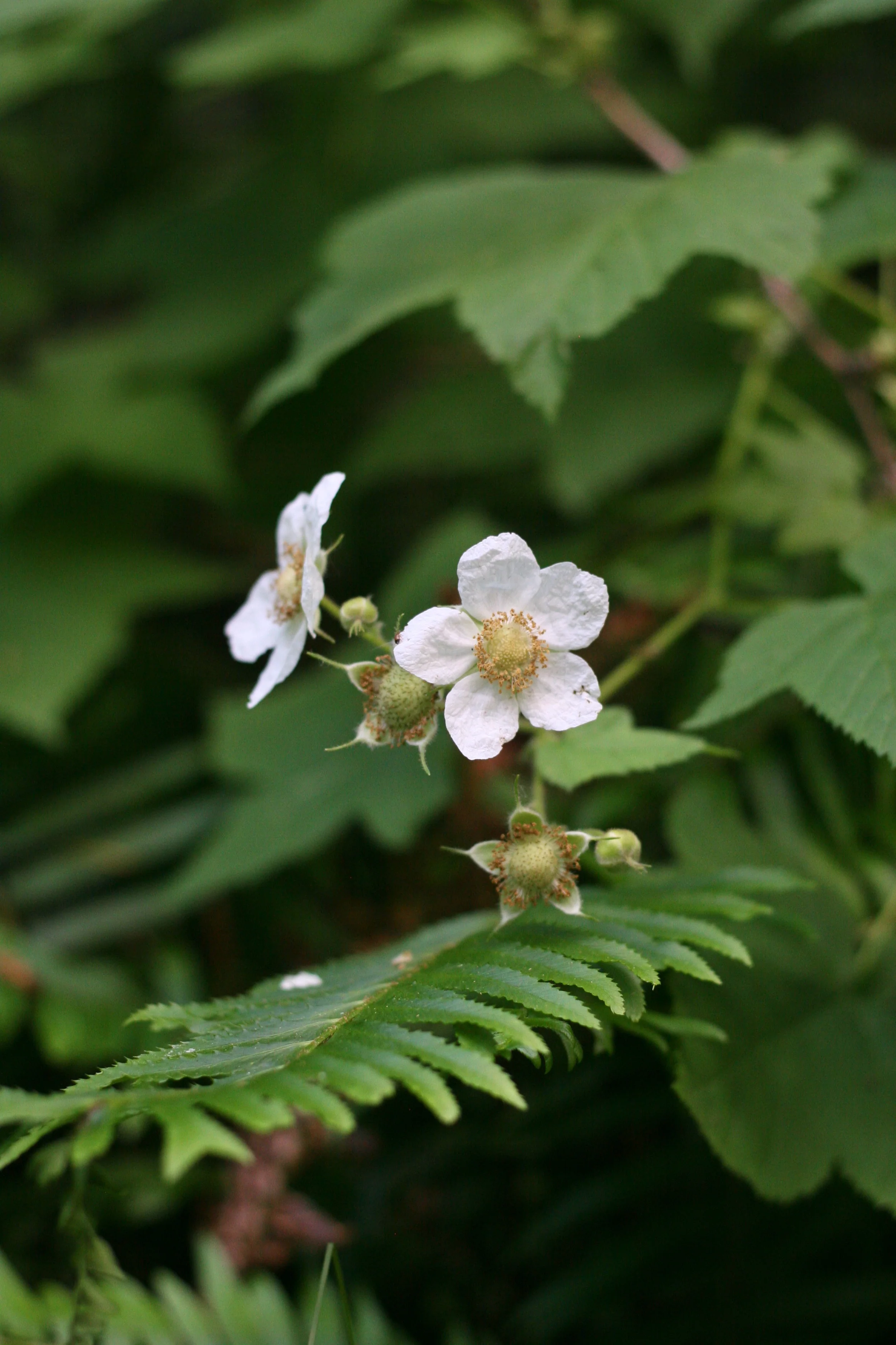 Thimbleberry - Image 5