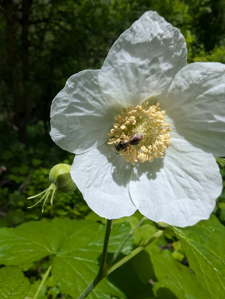 Thimbleberry - Image 6