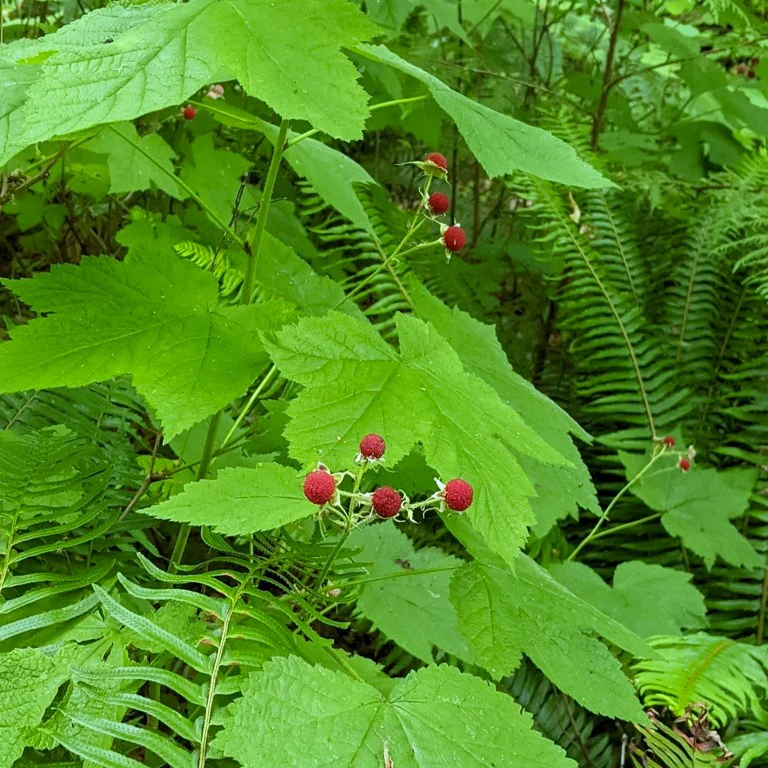 Thimbleberry - Image 7