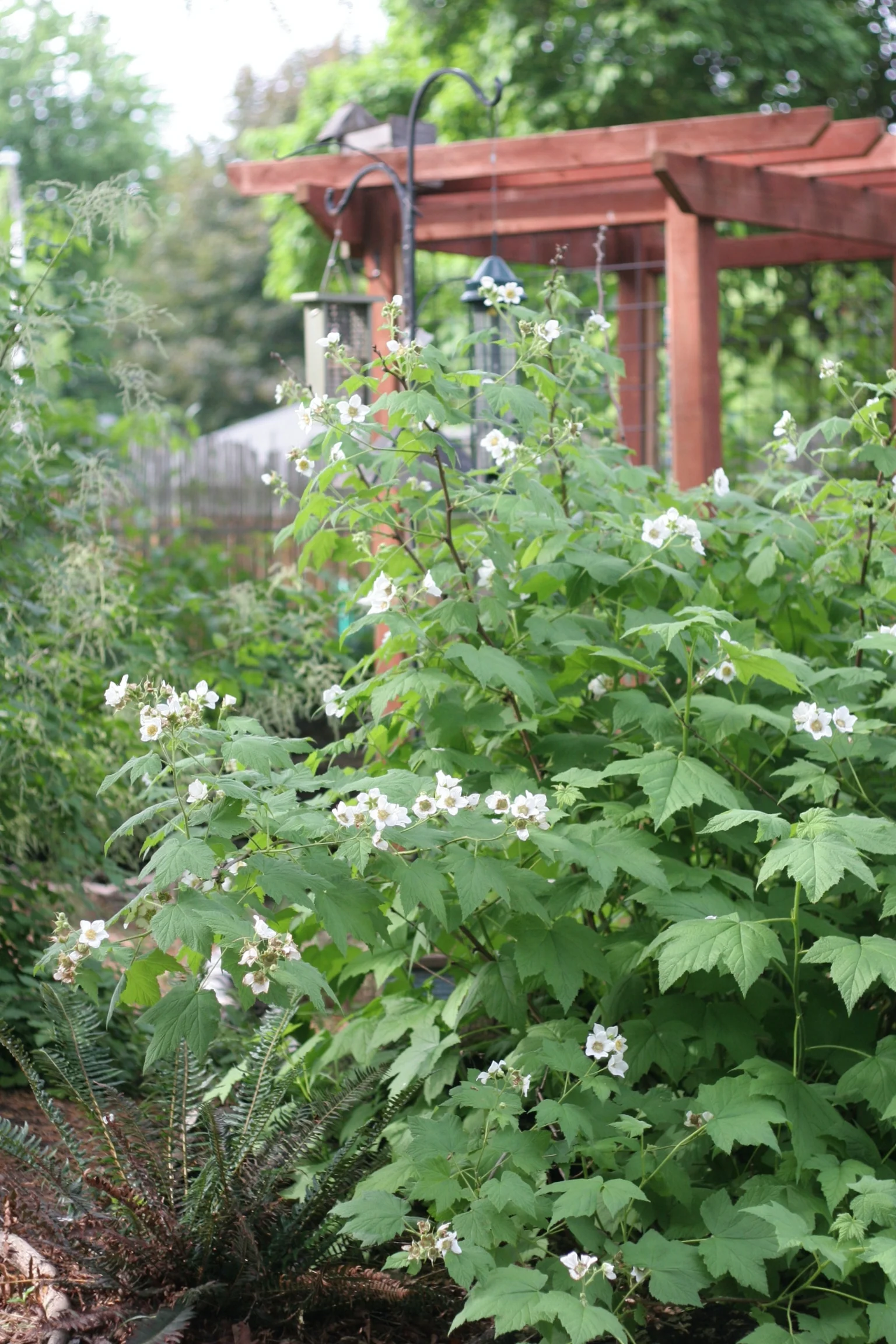 Thimbleberry - Image 8
