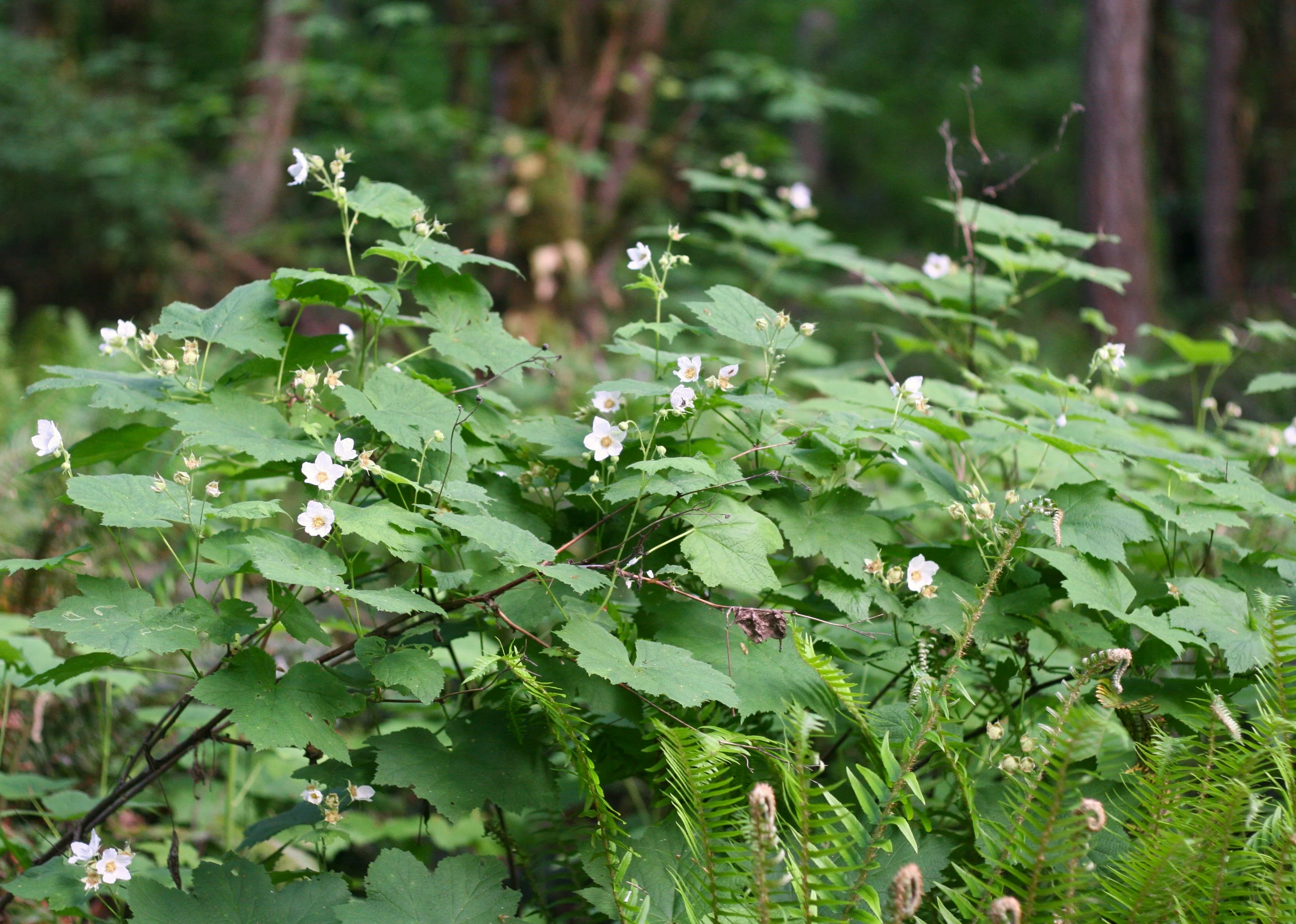 Thimbleberry - Image 9