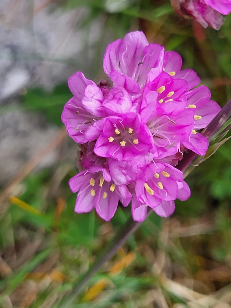 Thrift Seapink - Image 2