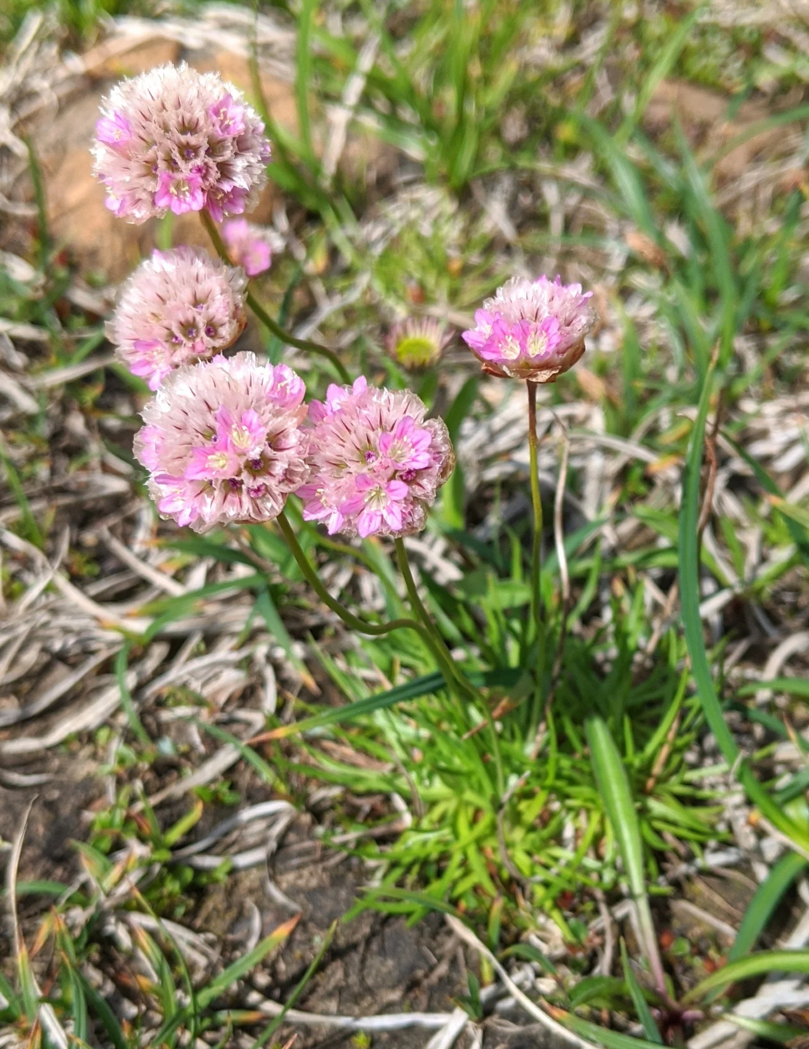 Thrift Seapink - Image 3