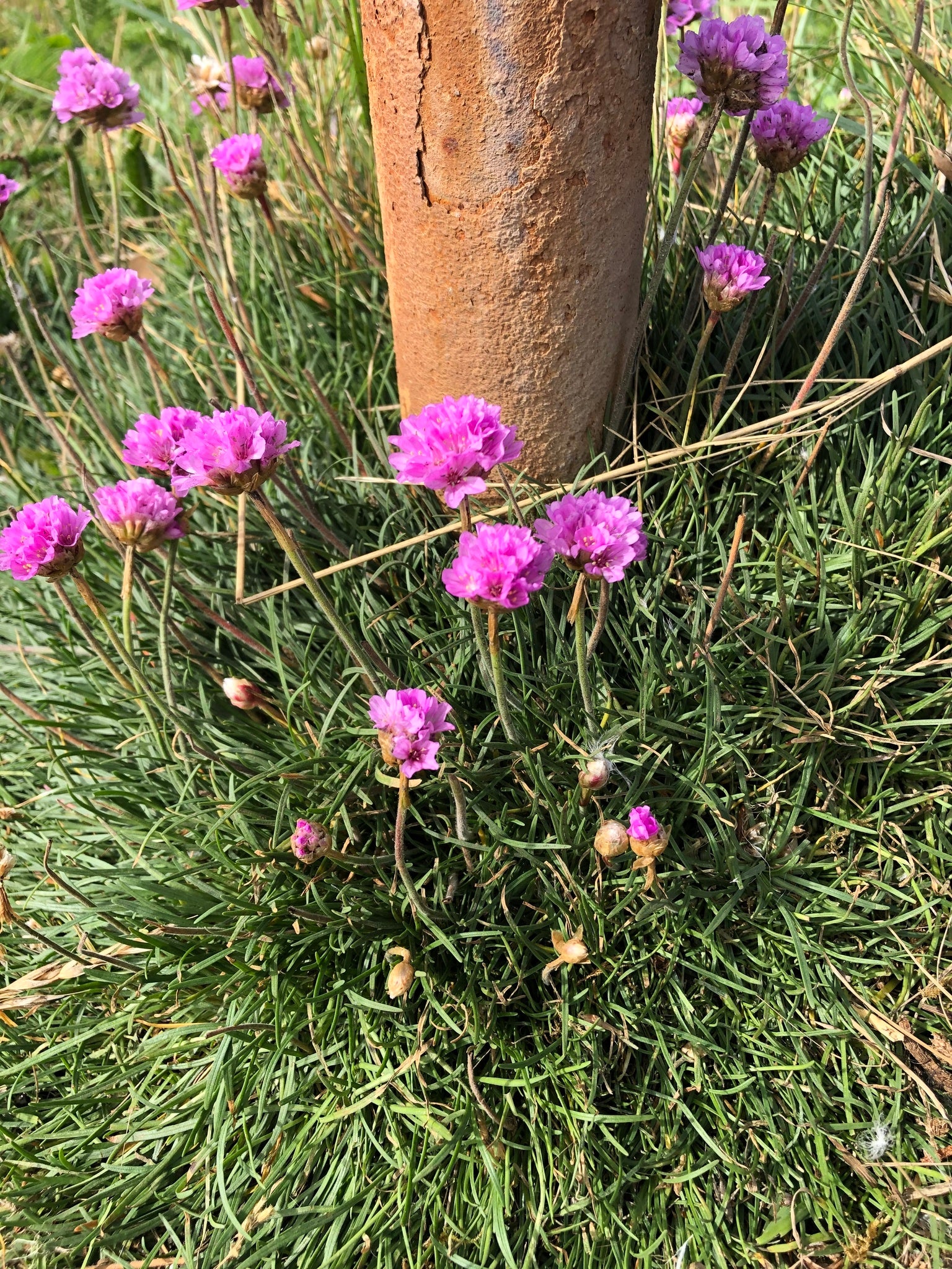 Thrift Seapink - Image 4