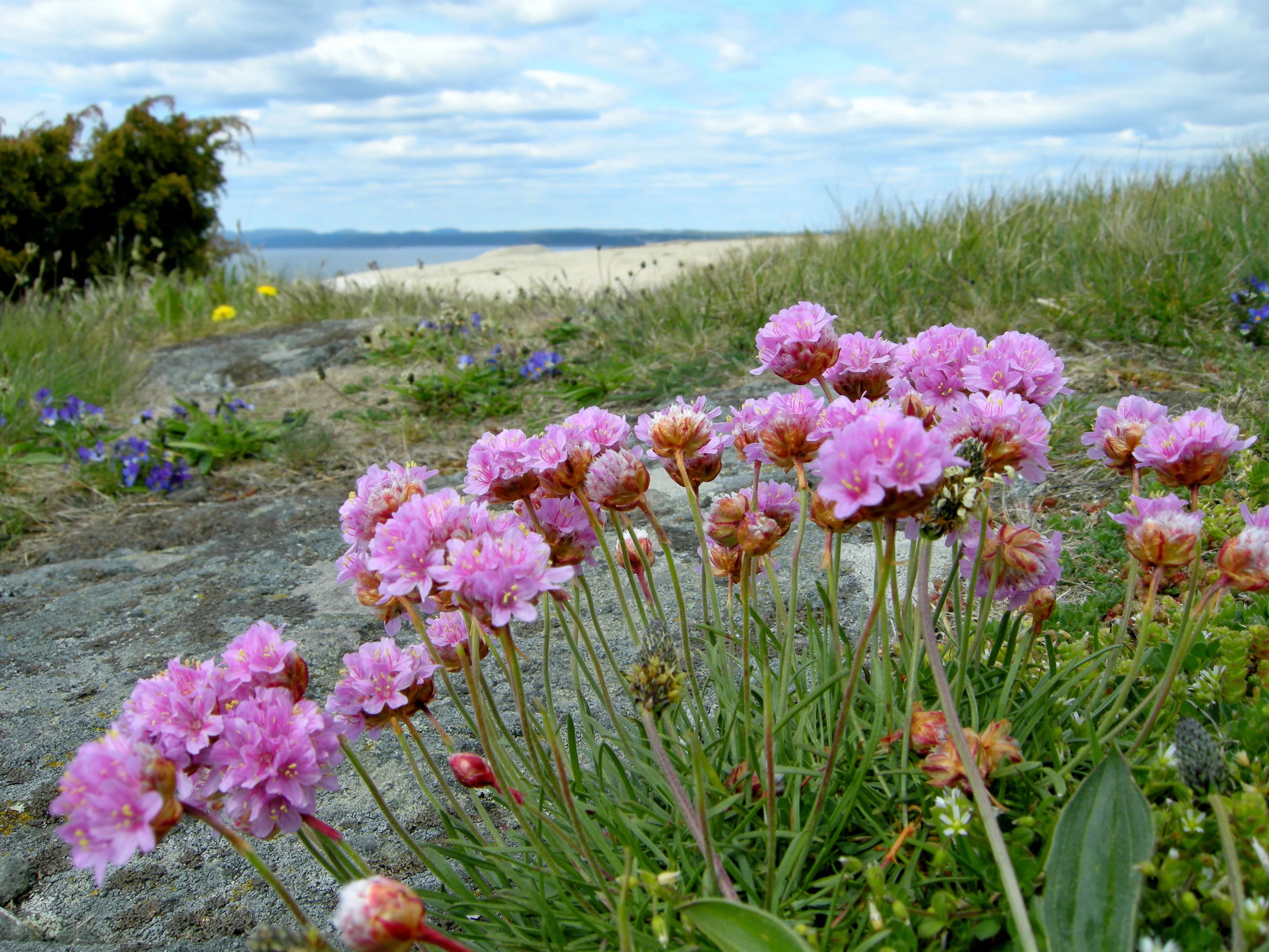 Thrift Seapink - Image 5