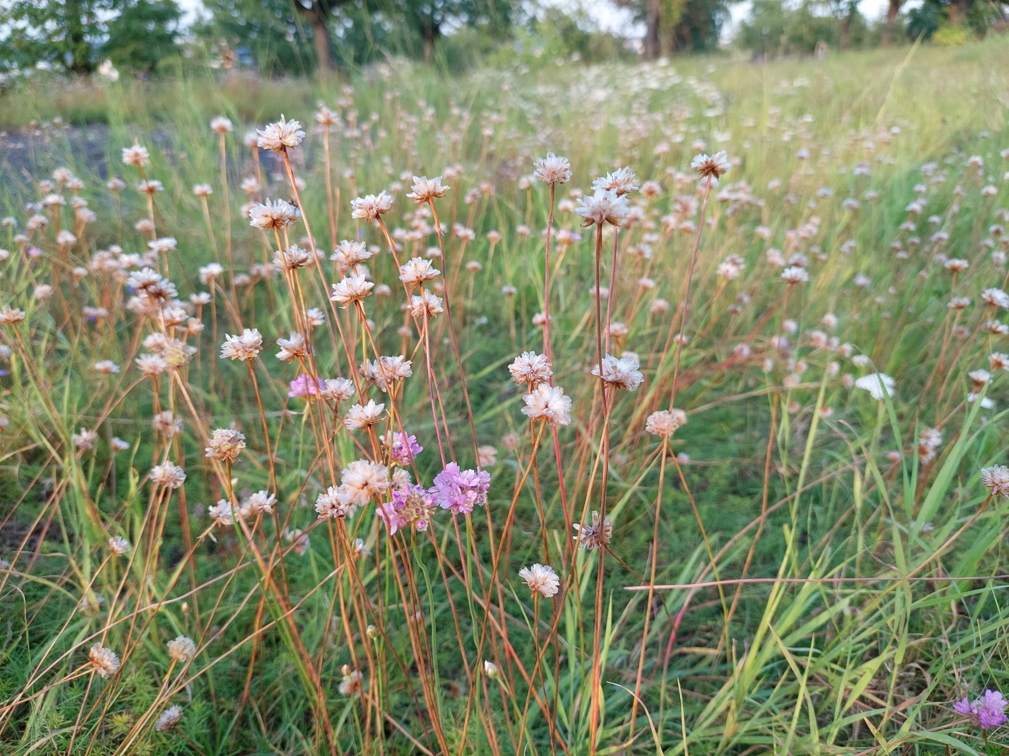 Thrift Seapink - Image 6