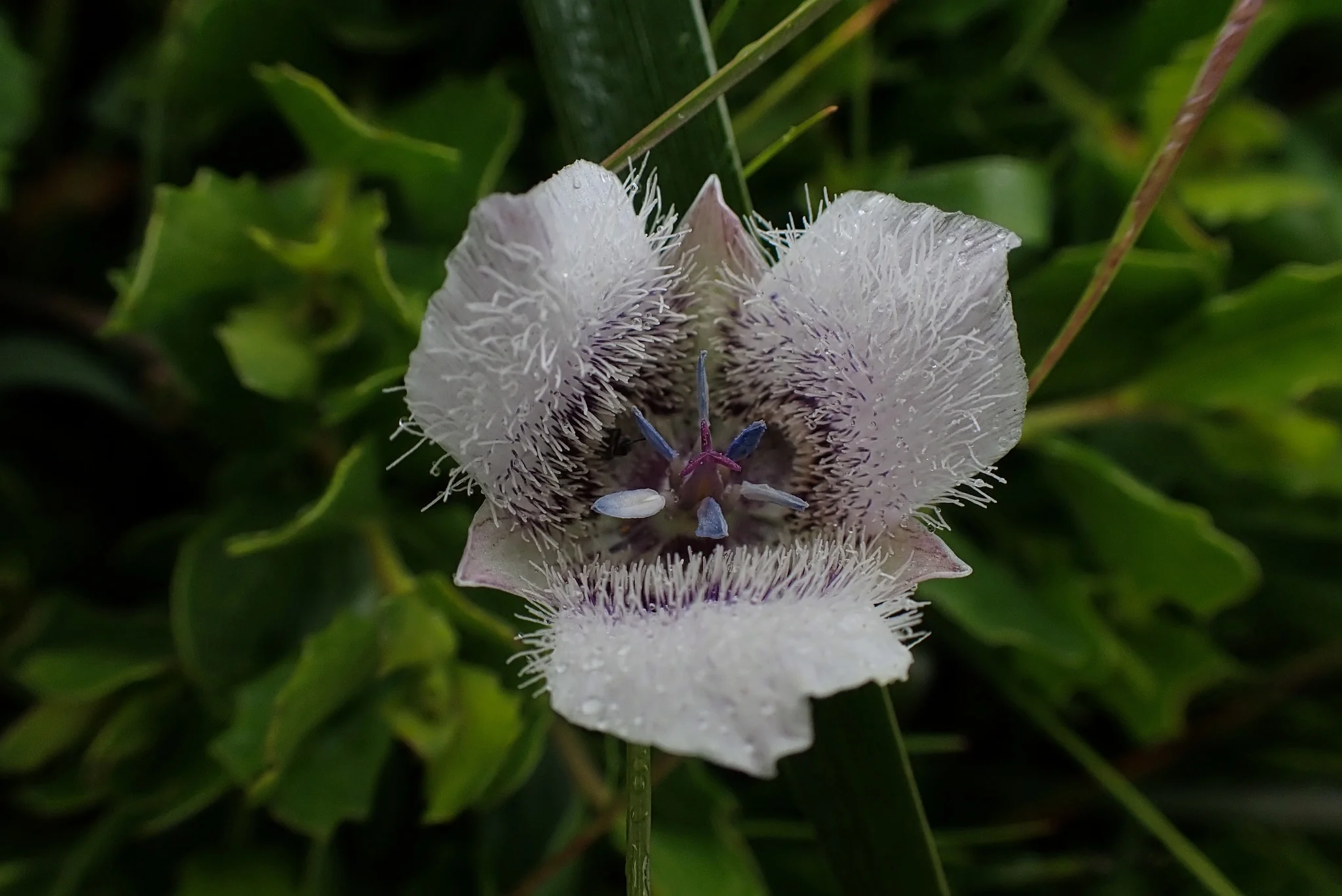 Tolmie's Mariposa Lily (Bulbs) - Image 3