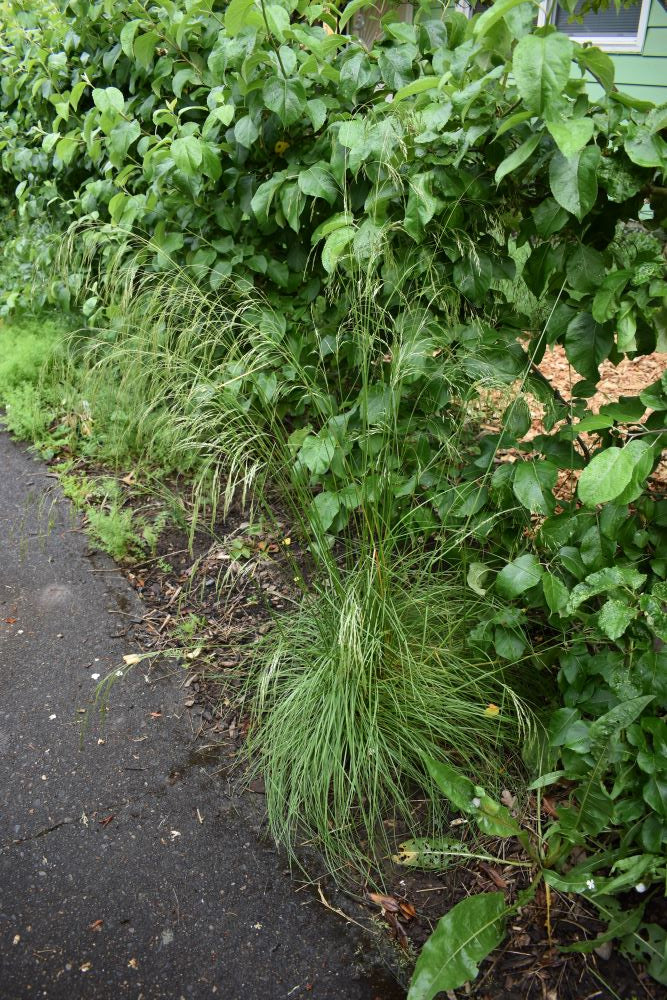 Tufted Hairgrass - Image 3