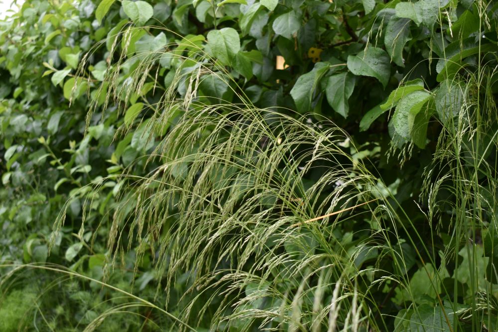 Tufted Hairgrass - Image 4