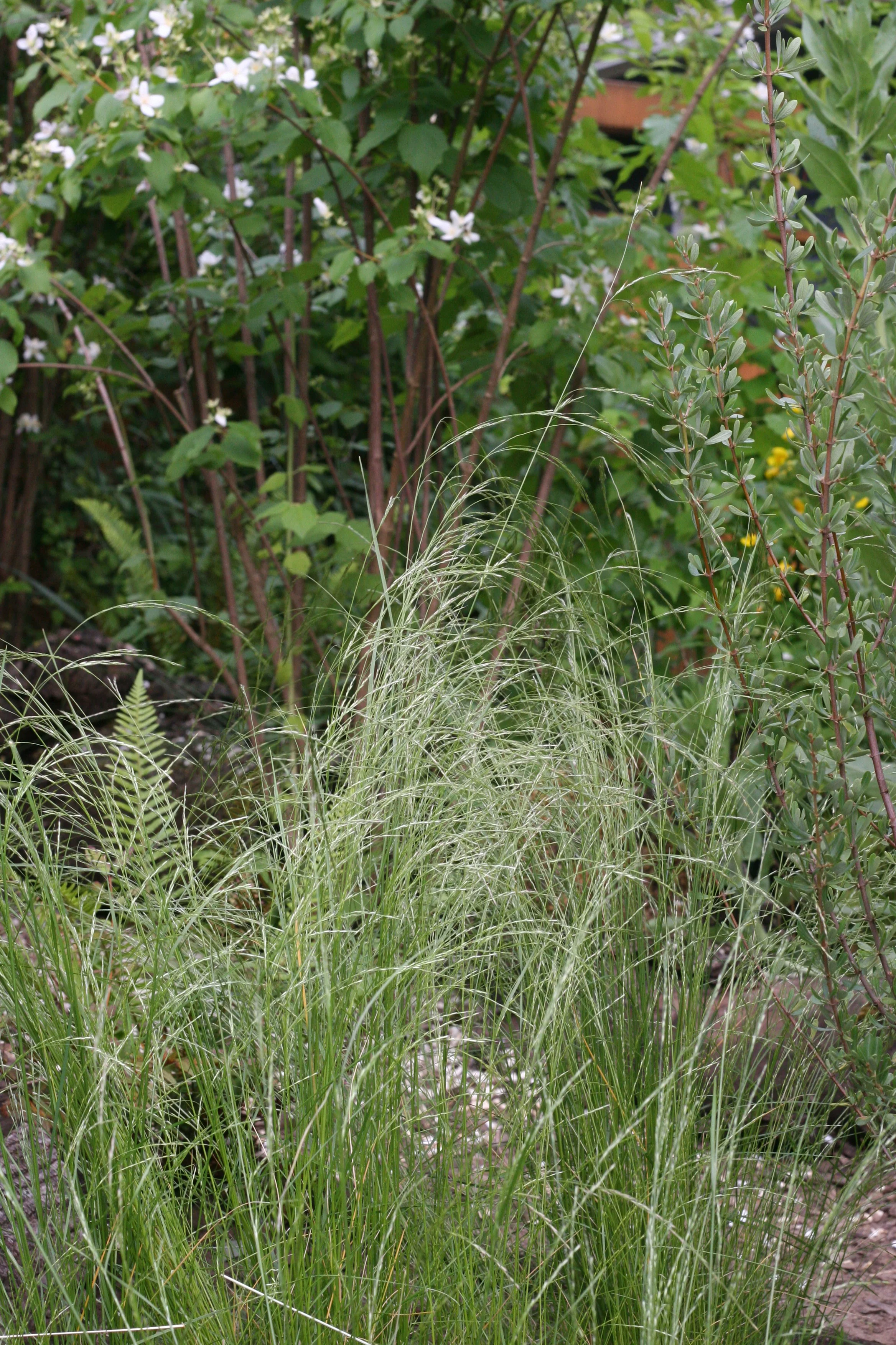 Tufted Hairgrass - Image 5