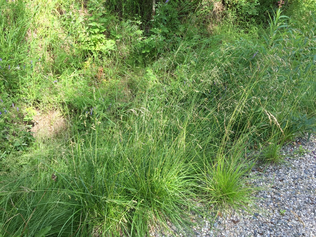 Tufted Hairgrass - Image 6