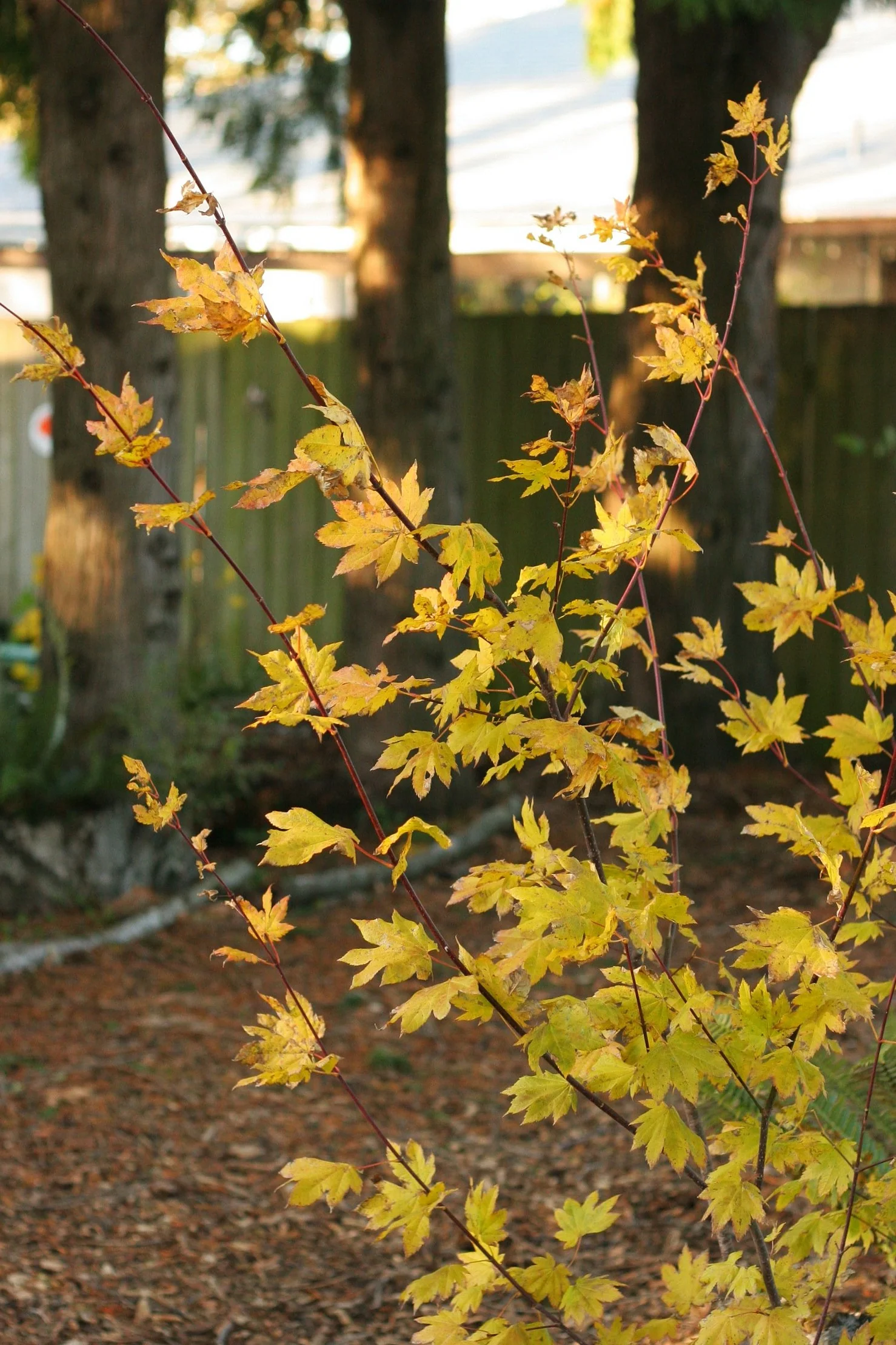 Vine Maple - Image 10