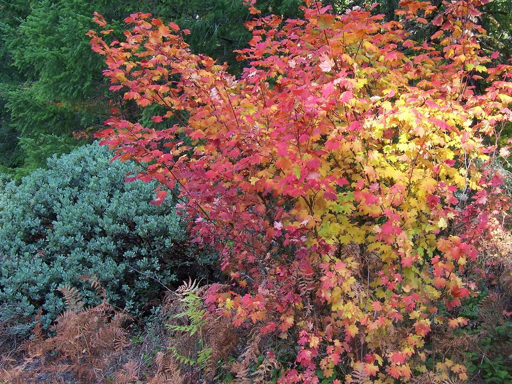 Vine Maple - Image 11