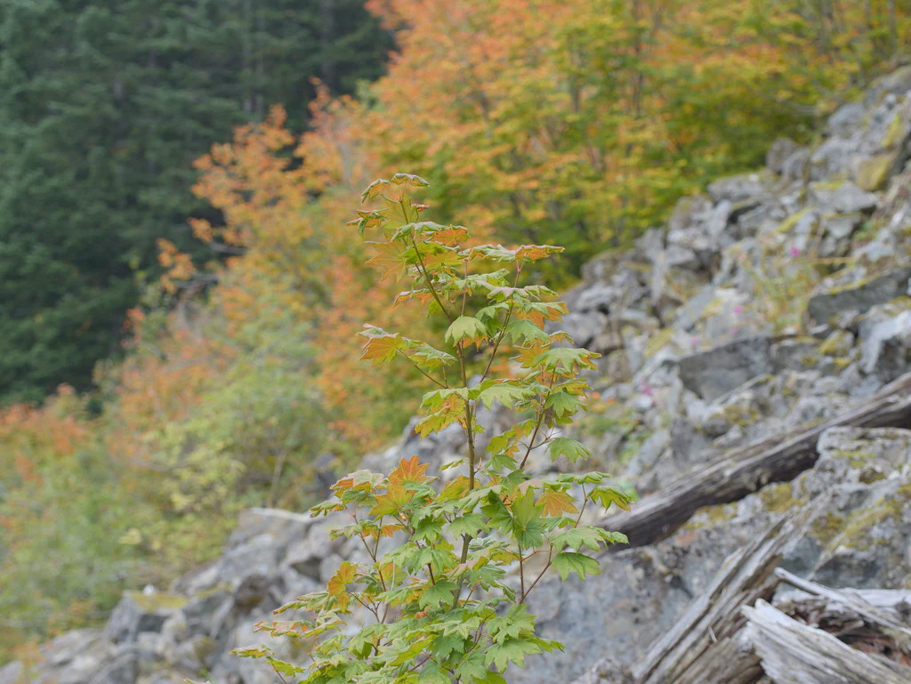 Vine Maple - Image 12