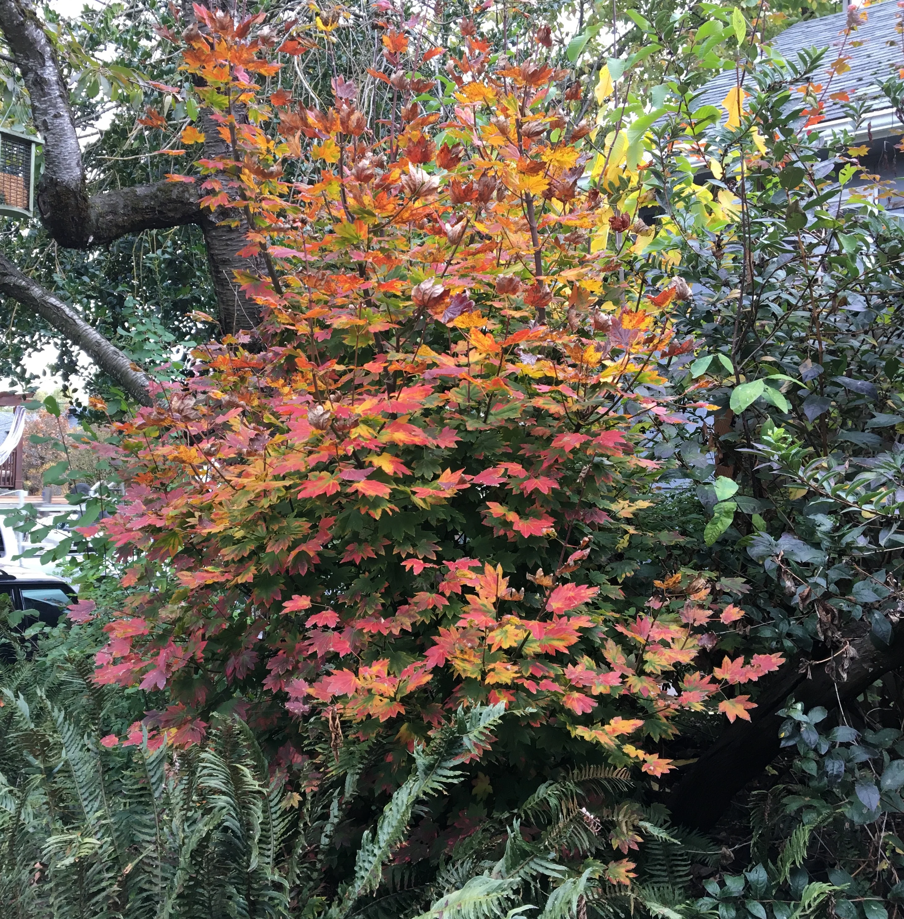 Vine Maple - Image 13