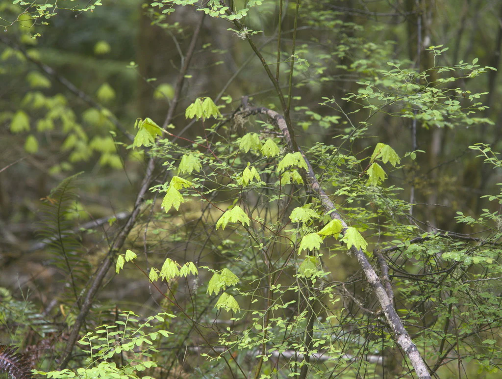 Vine Maple - Image 3
