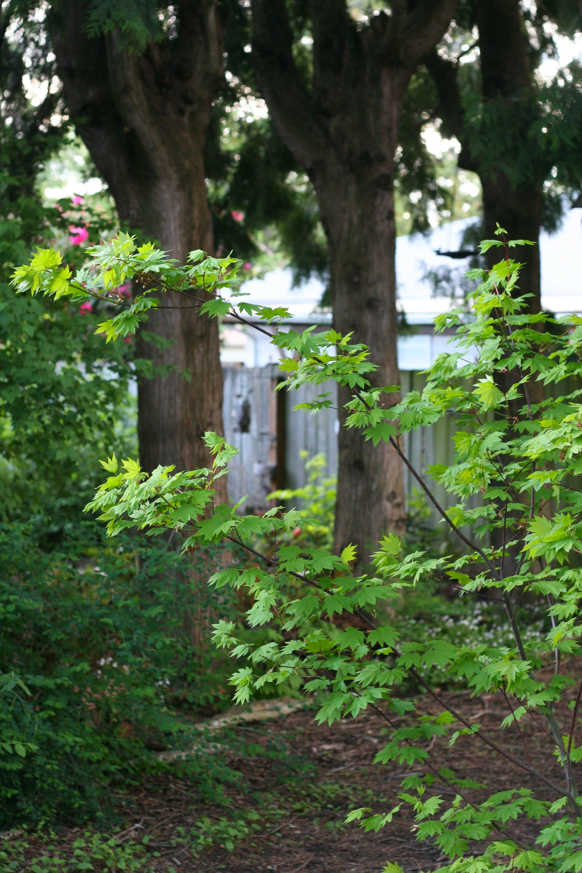 Vine Maple - Image 4