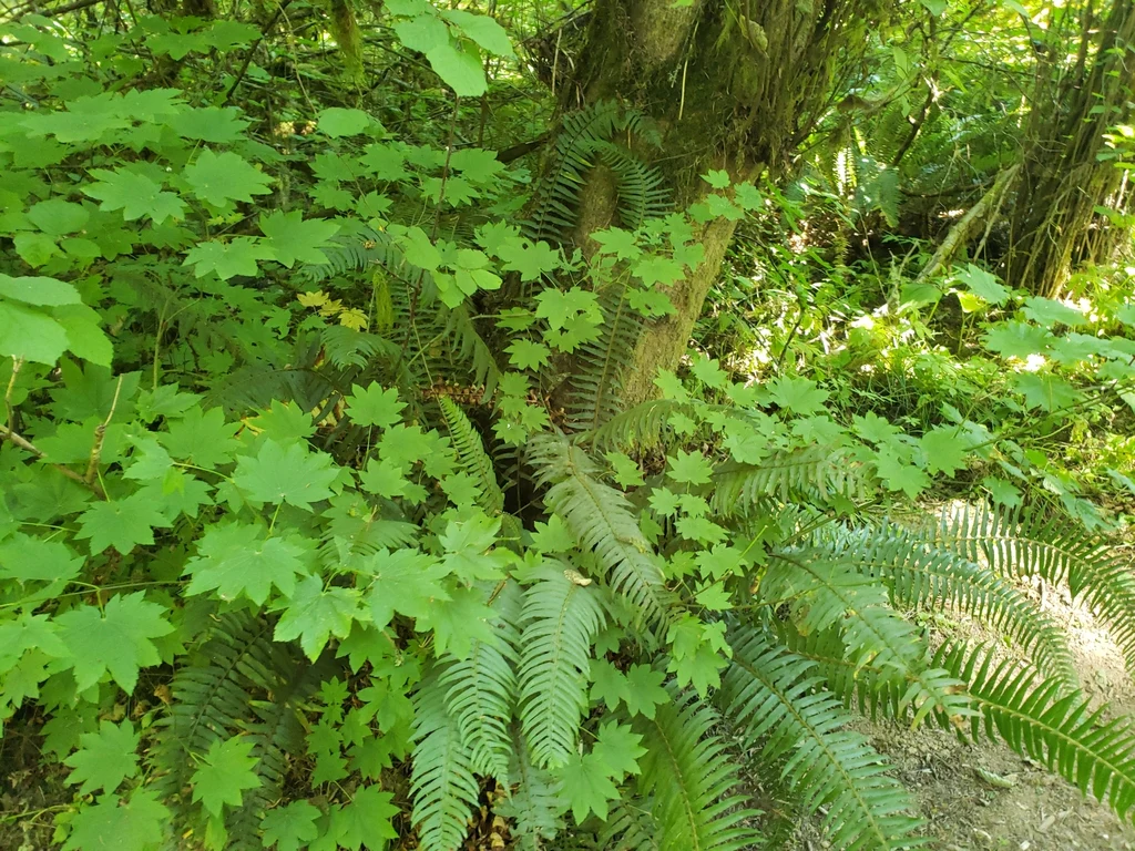 Vine Maple - Image 5