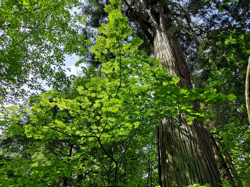 Vine Maple - Image 6