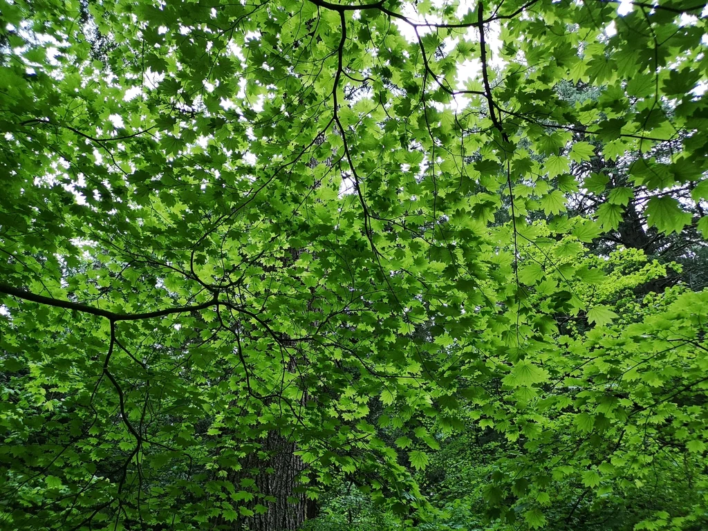 Vine Maple - Image 7