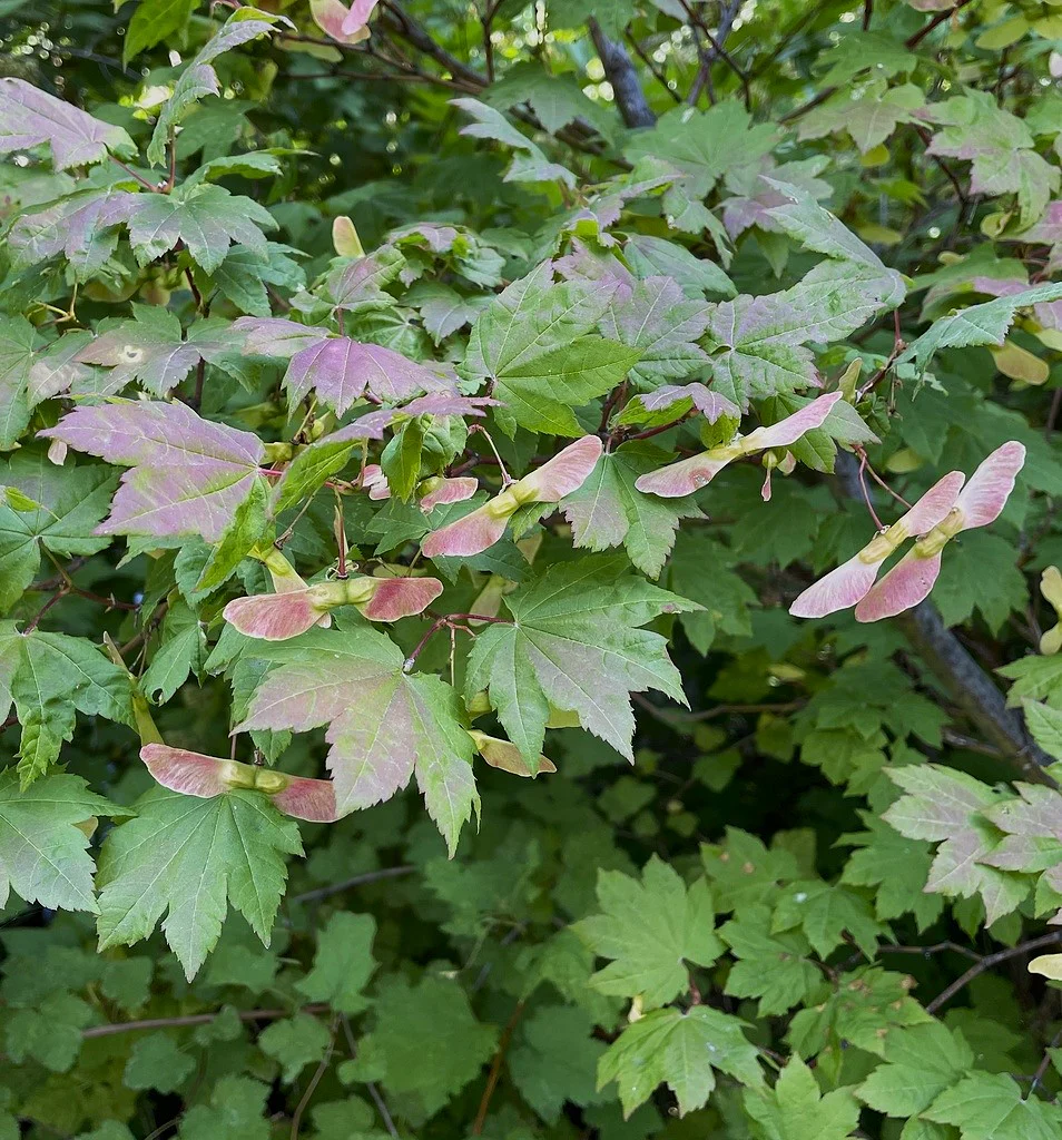 Vine Maple - Image 8