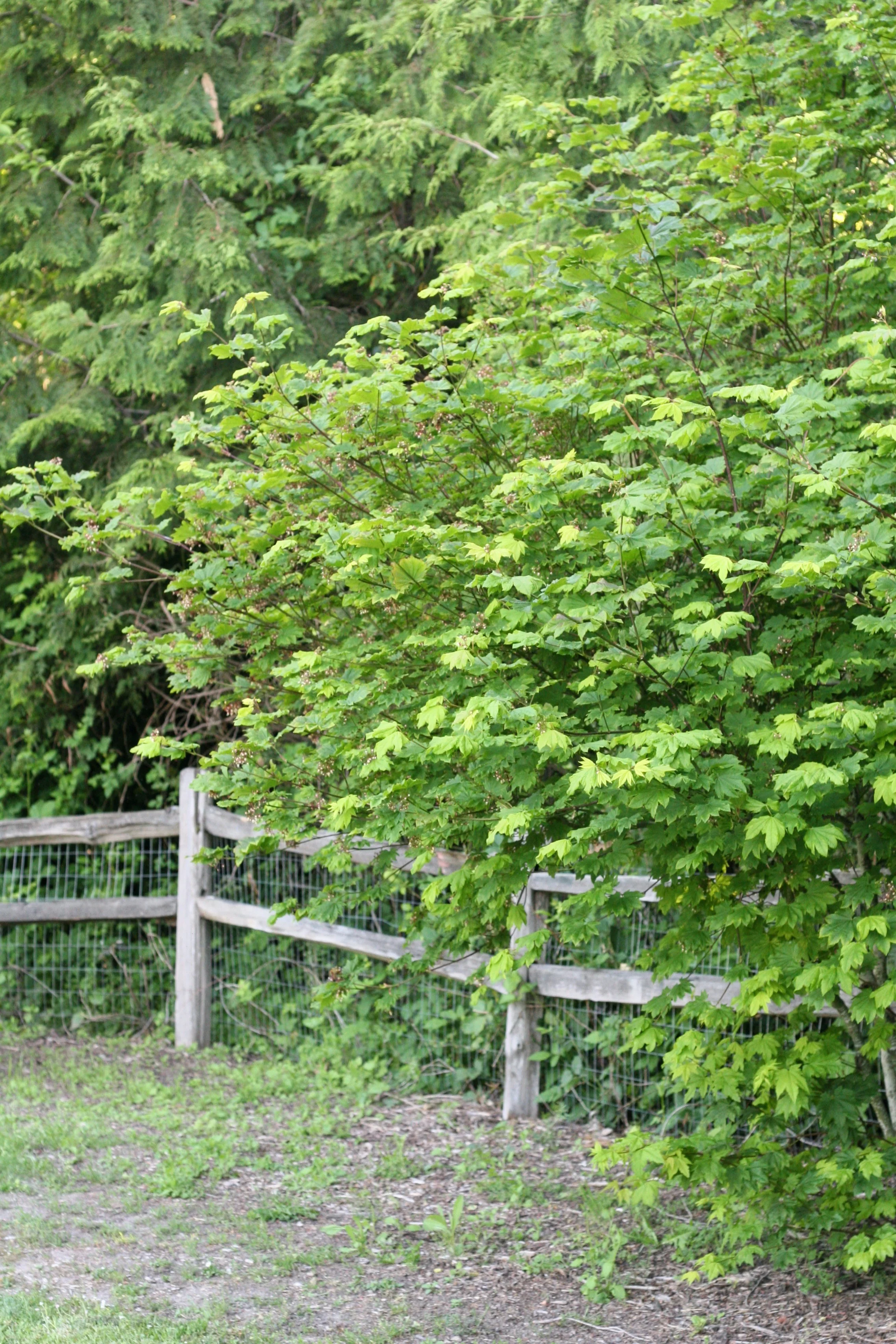 Vine Maple - Image 9
