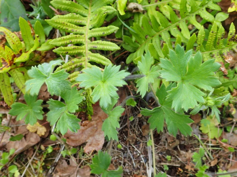 Western Buttercup - Image 2