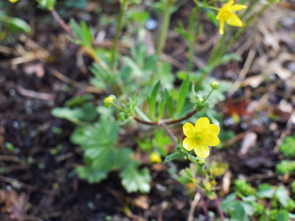 Western Buttercup - Image 3