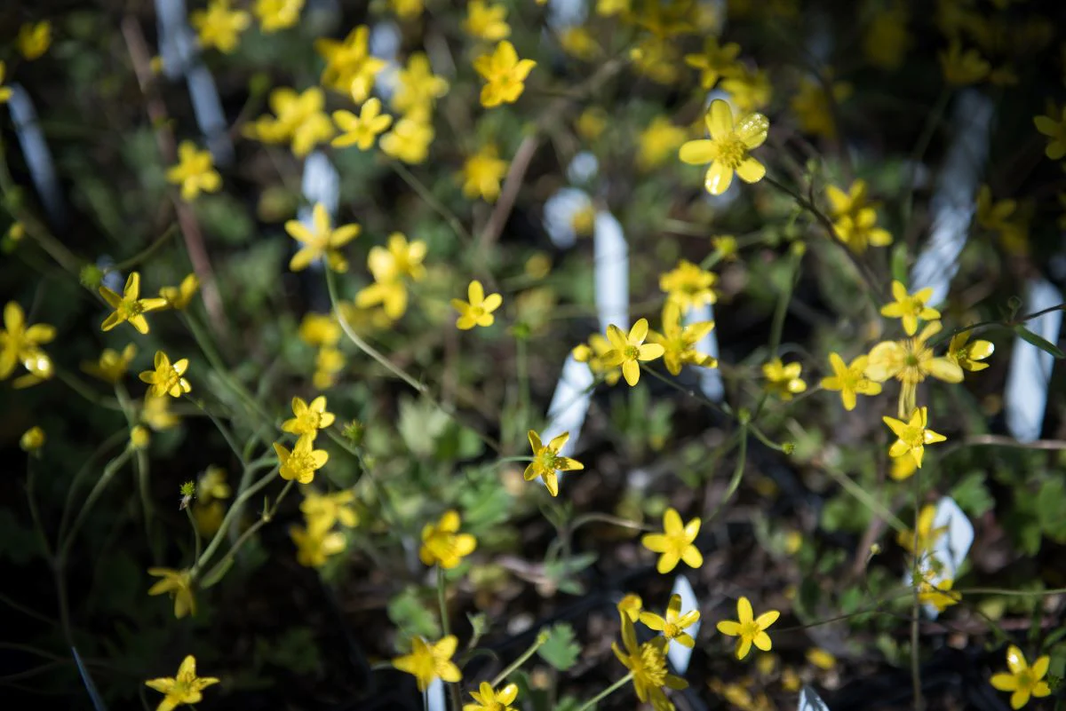 Western Buttercup - Image 4