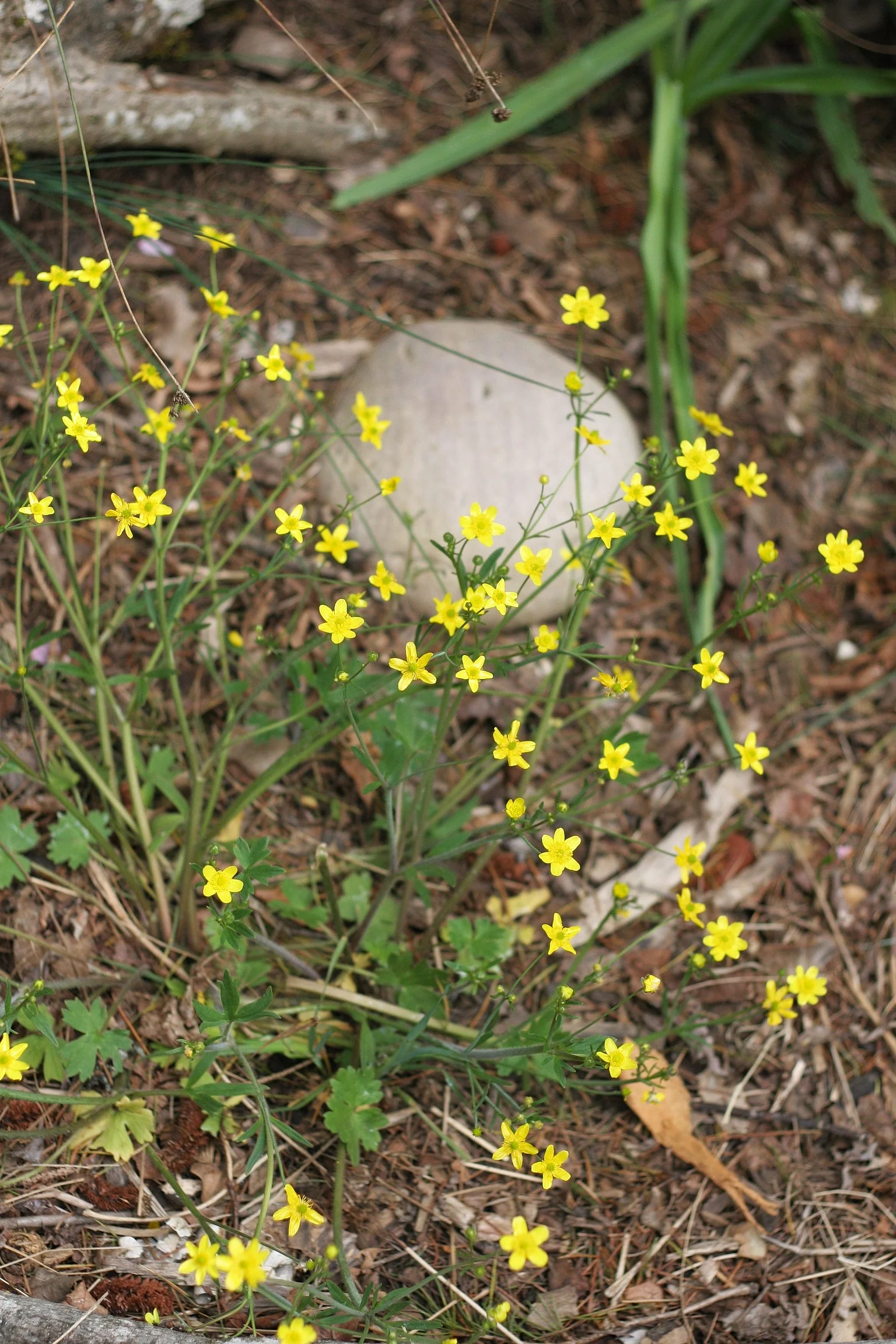 Western Buttercup - Image 5