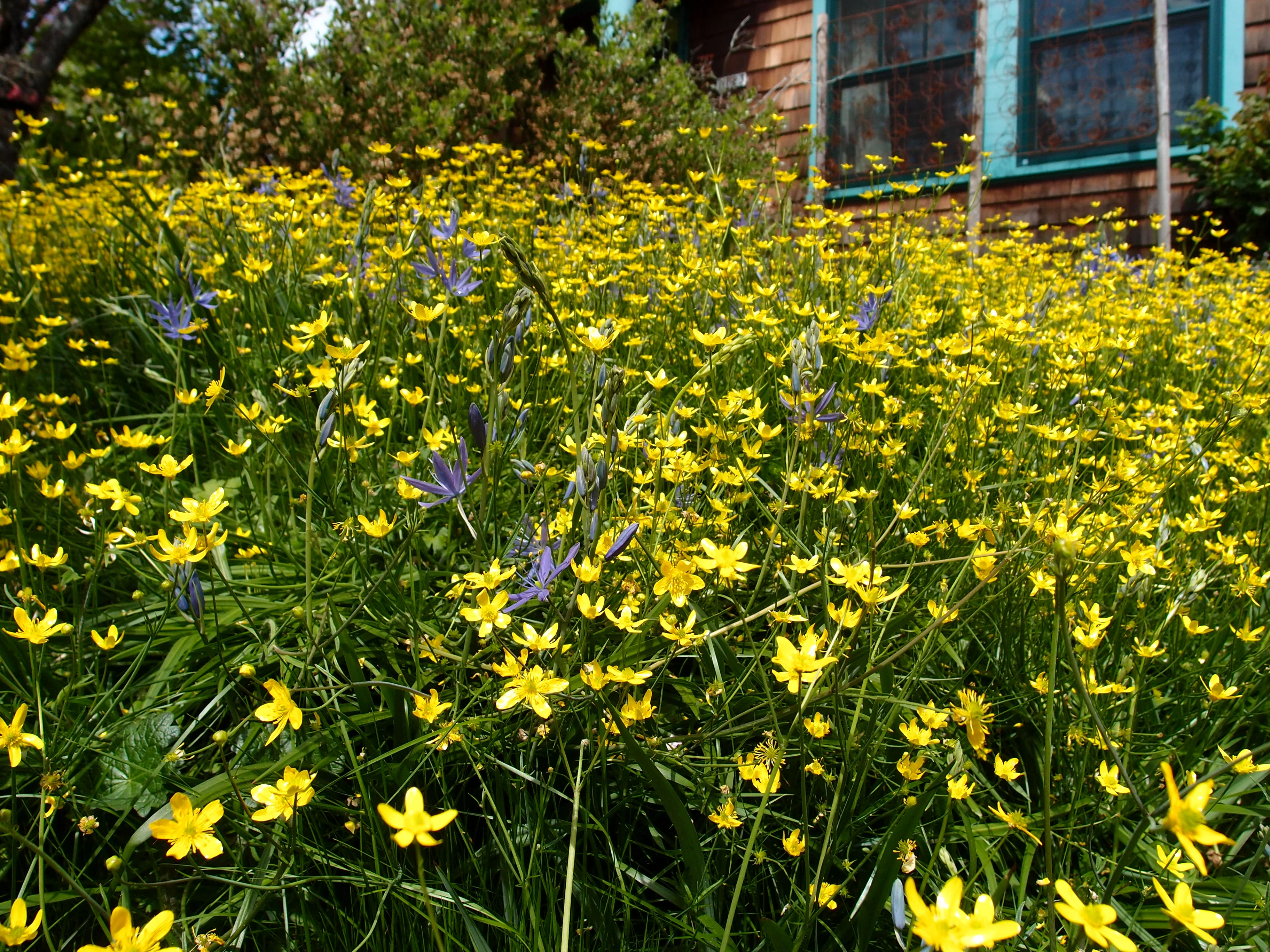 Western Buttercup - Image 6