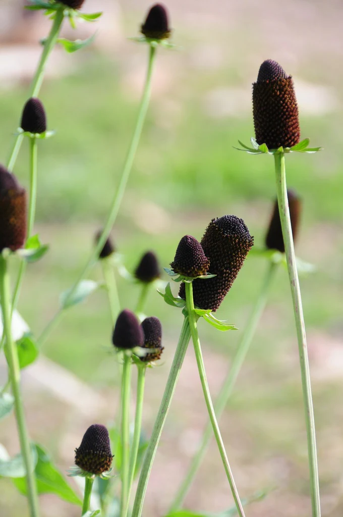 Western Coneflower - Image 2