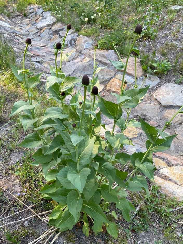 Western Coneflower - Image 3