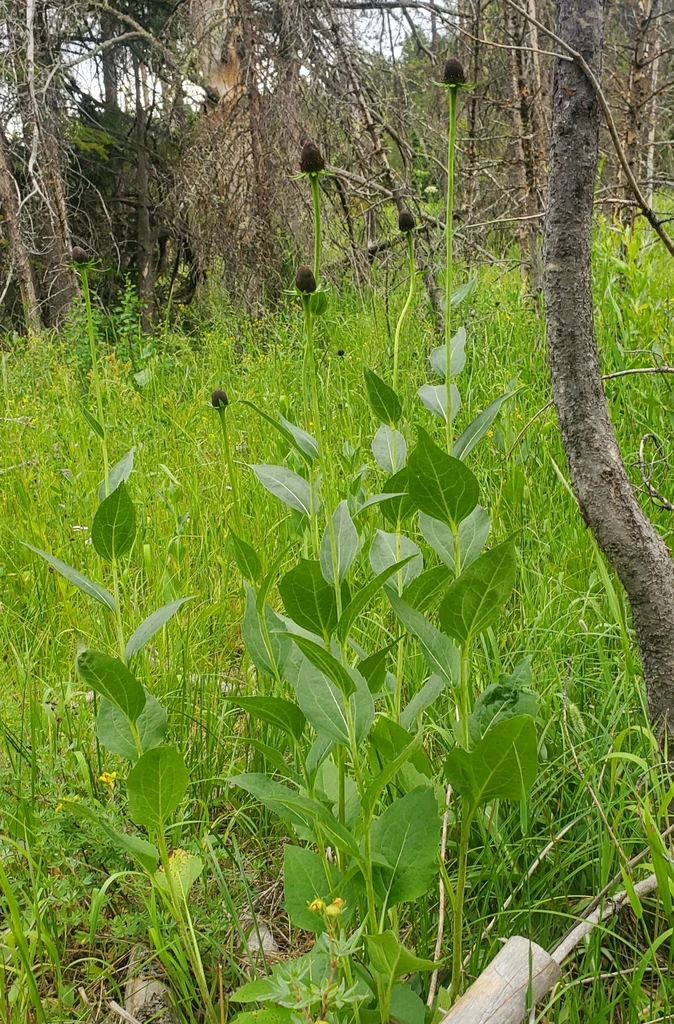 Western Coneflower - Image 4