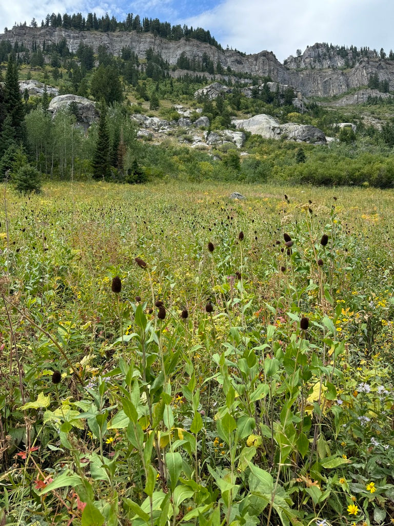 Western Coneflower - Image 5
