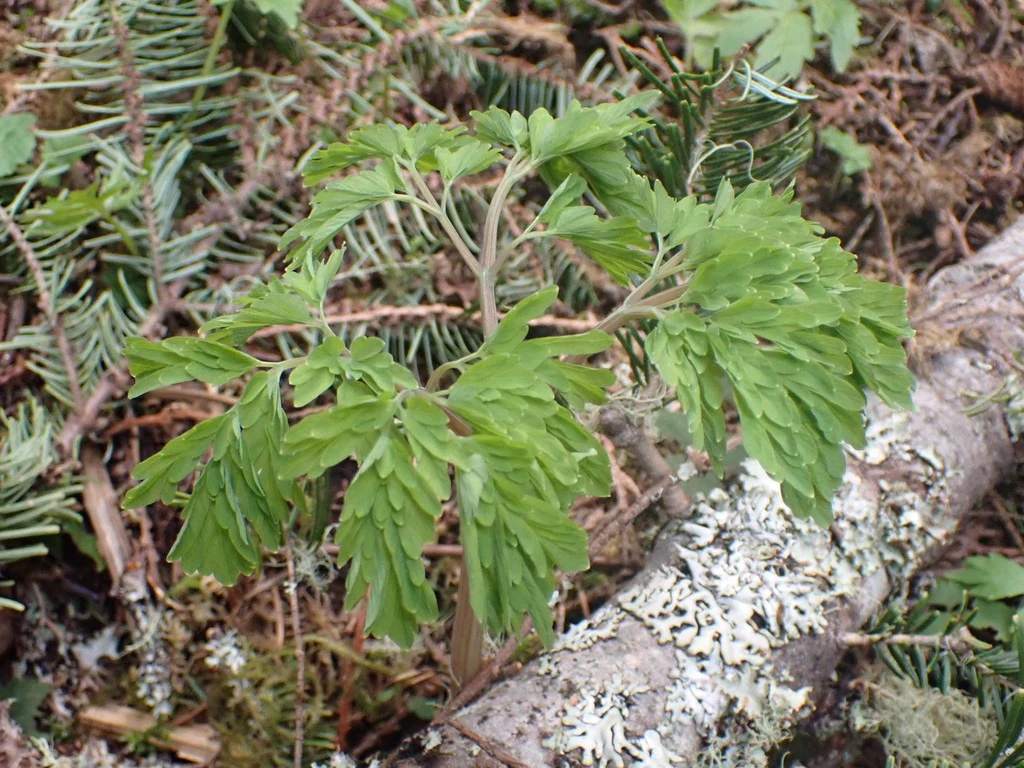Western Corydalis - Image 3