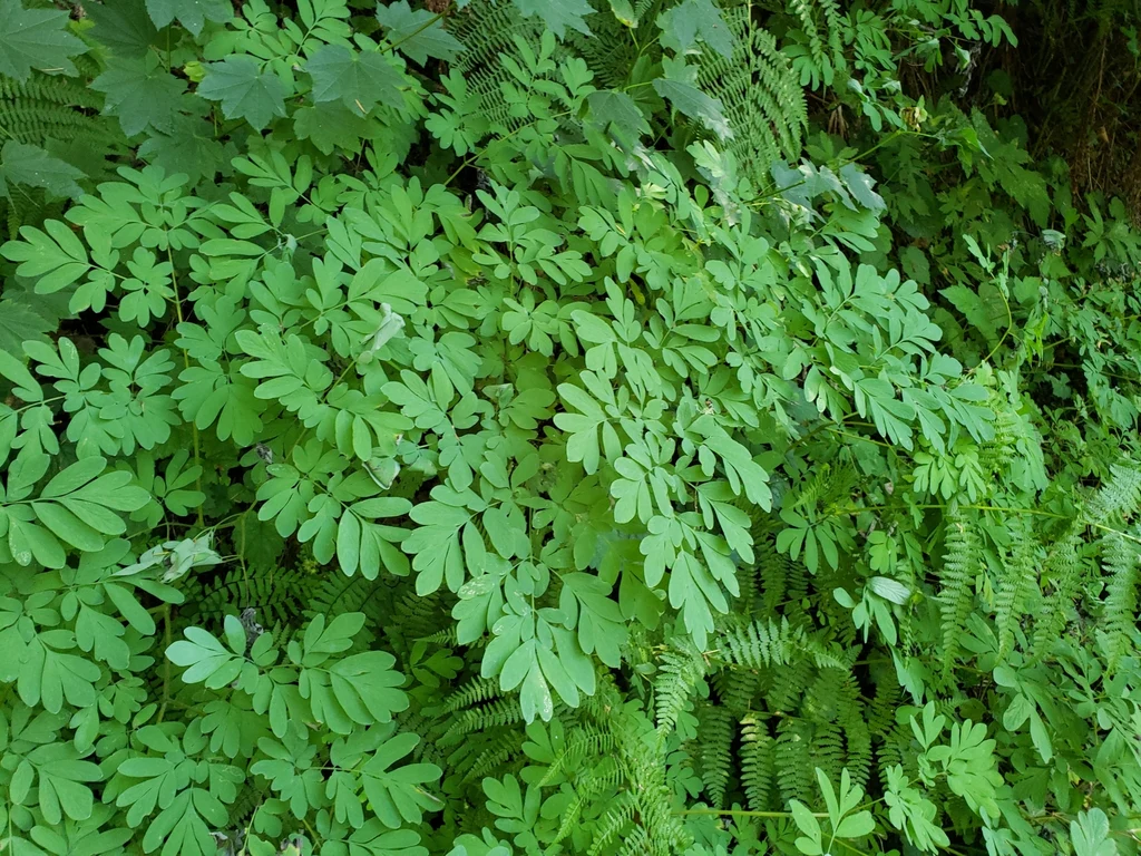 Western Corydalis - Image 4