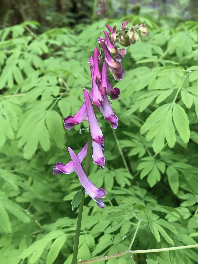 Western Corydalis - Image 5