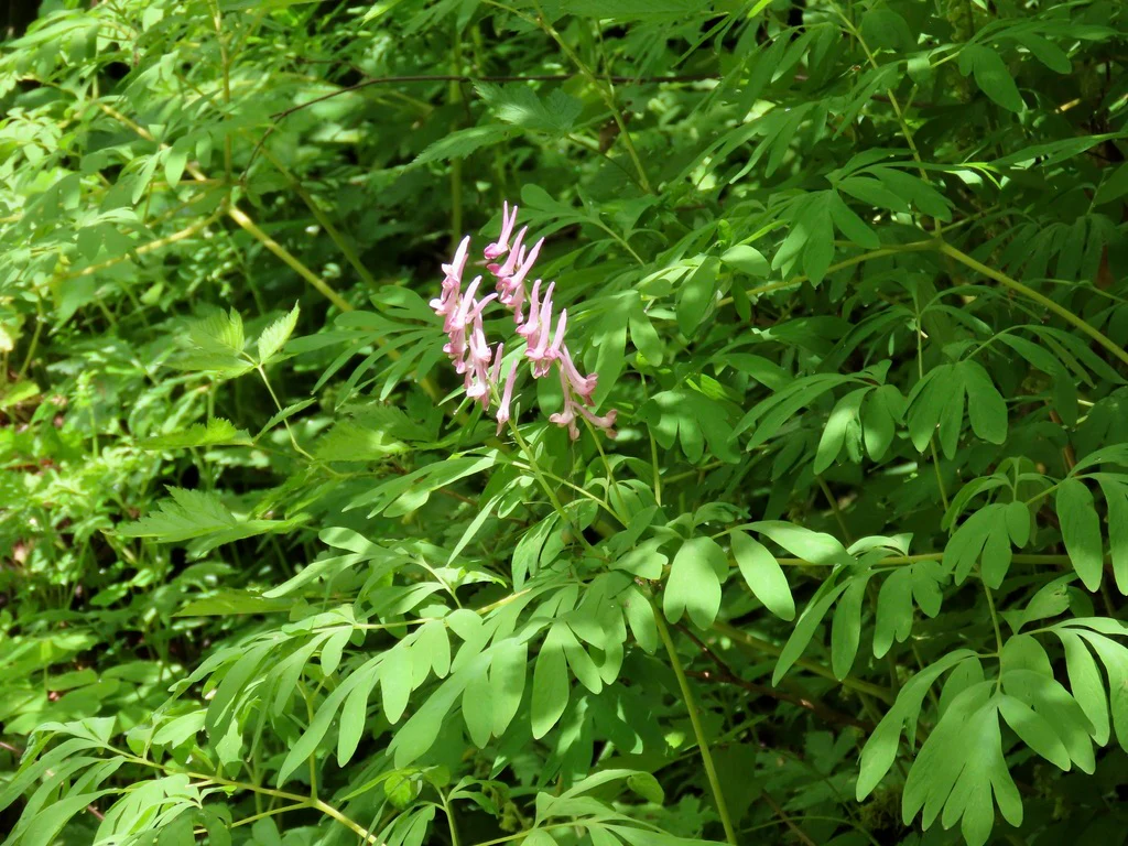 Western Corydalis - Image 6