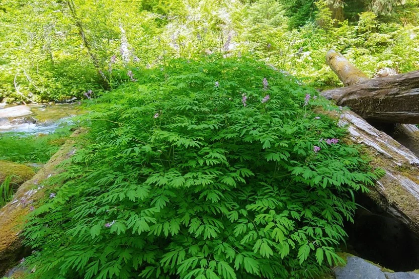 Western Corydalis - Image 7