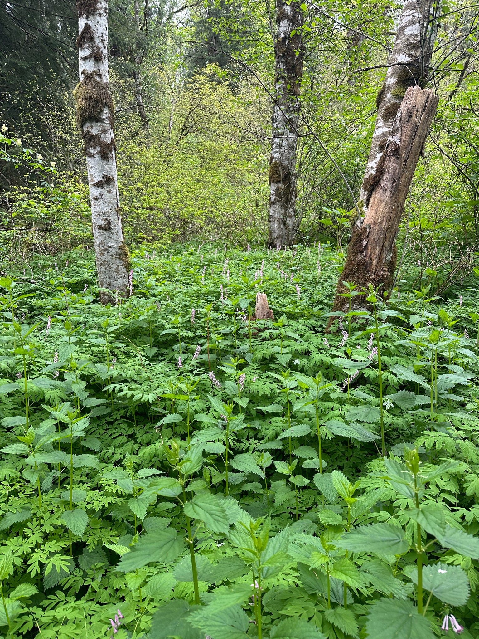 Western Corydalis - Image 8