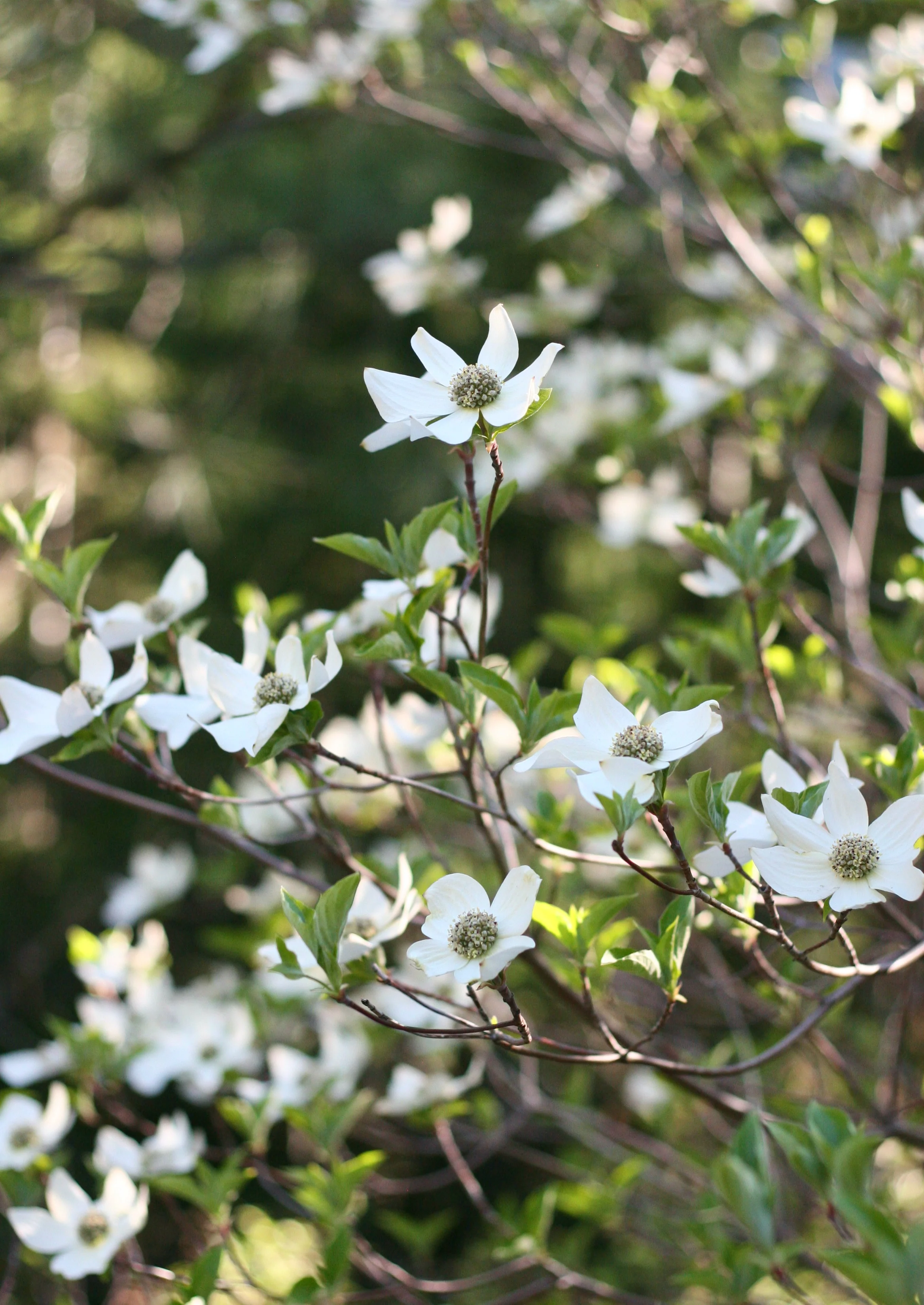 Western Flowering Dogwood - Image 3
