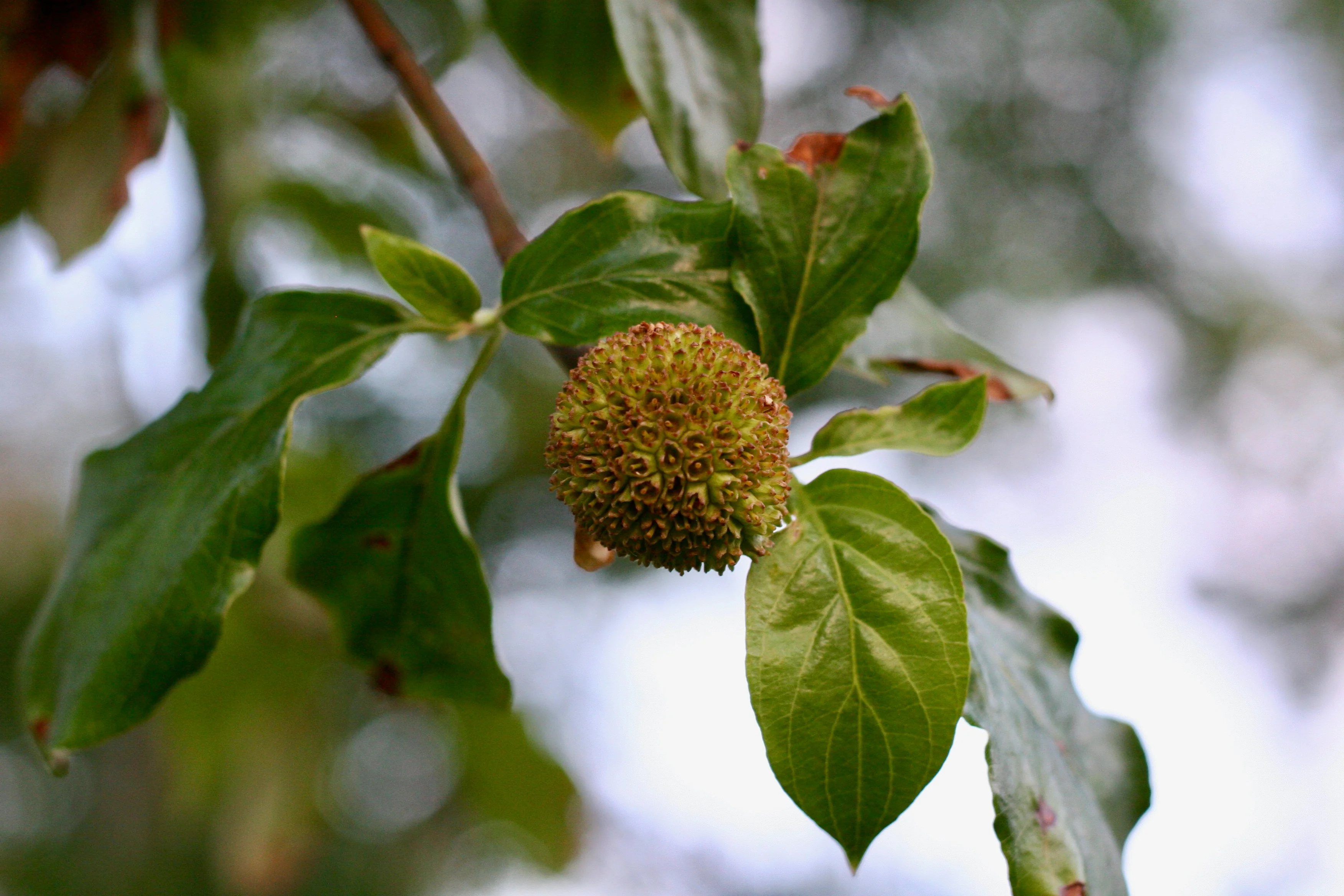 Western Flowering Dogwood - Image 4